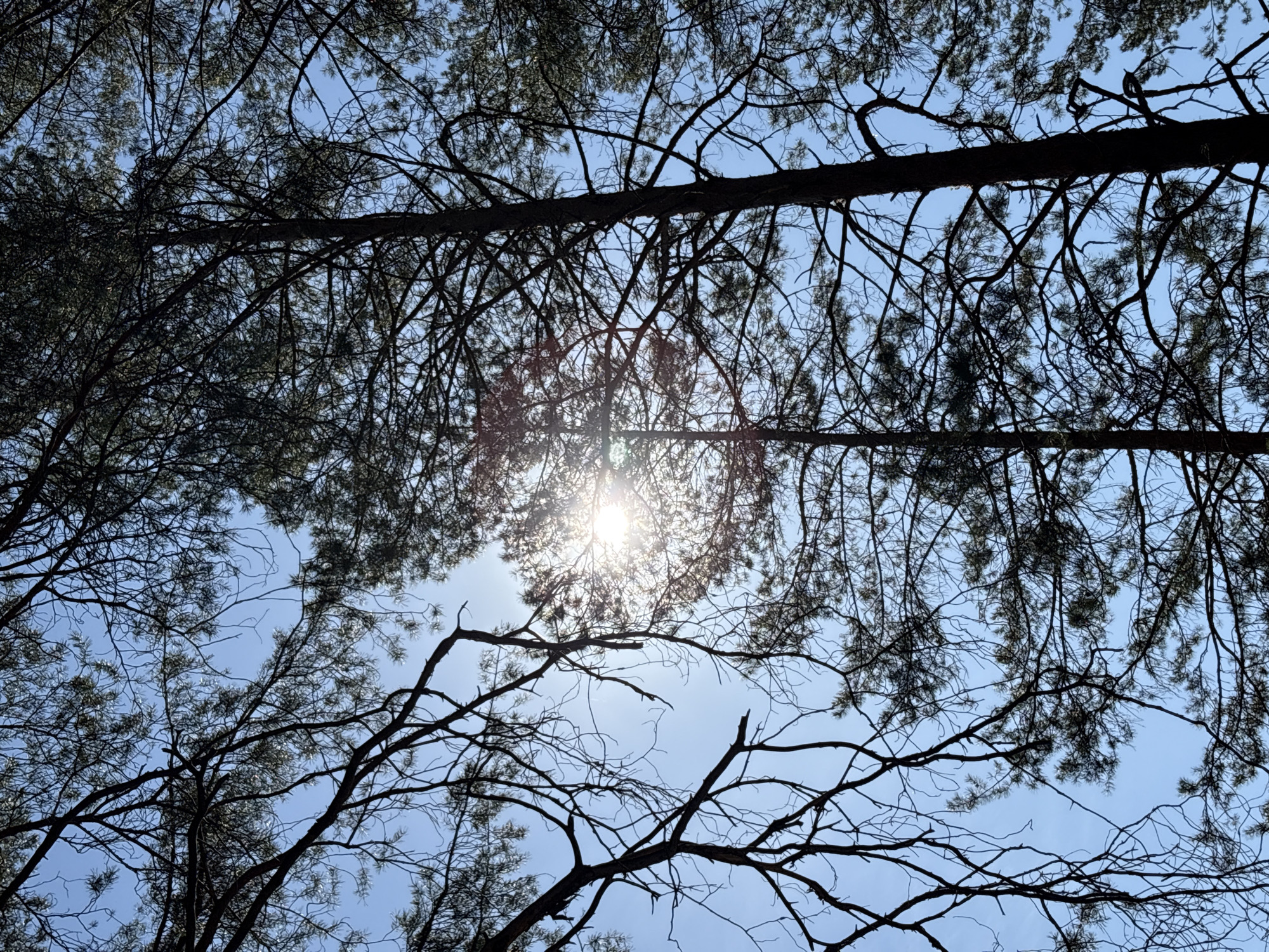 The image shows a view looking upwards through tree branches towards the sky. The branches are dark in silhouette against the bright blue sky, with the sun visible in the center of the frame, partially obscured by the foliage. The location is unspecified, and the presence of people or actions is not visible. The image is composed of natural elements: trees, branches, sunlight, and sky.