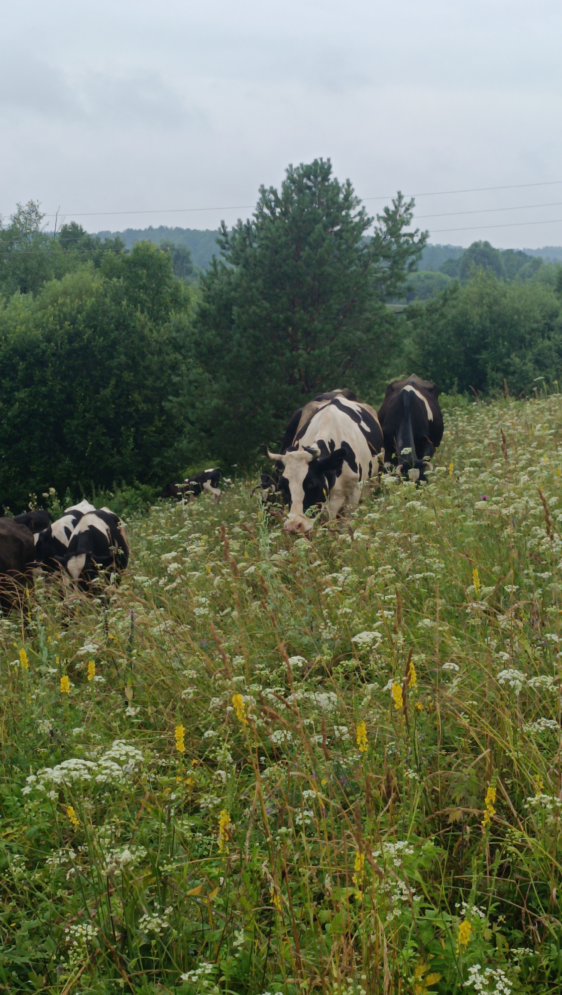 A herd of cows grazes in a lush, flower-filled meadow under a cloudy sky. In the foreground, several black and white cows are scattered throughout the tall grasses and wildflowers. One cow in the center is facing forward, its head lowered as if grazing. Behind it, another black and white cow faces away from the camera. Further back, a black cow is also visible. The meadow is densely populated with various wildflowers, predominantly white, and interspersed with yellow flowers. In the background, a line of dense green trees stretches across the horizon, with a few taller pines standing out. The sky is overcast with a muted, greyish hue. The scene appears to be a rural landscape, likely in Karsha, Russia, given the natural setting and the breed of cows often found in such regions.