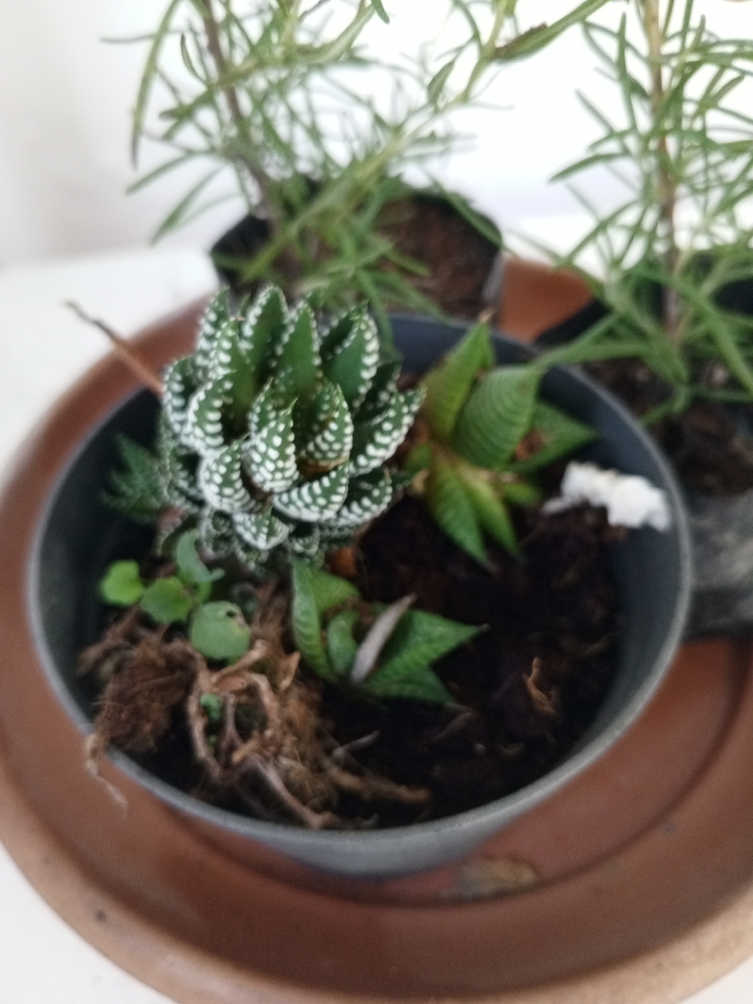 This close-up shot captures an arrangement of potted plants, likely situated indoors or on a sheltered patio in Kudawa, Sri Lanka. The foreground features a dark grey pot containing a miniature plant landscape. Dominating the center of this pot is a vibrant green succulent, most likely a *Haworthia attenuata* (zebra plant), recognizable by its distinctive white, raised tubercles arranged in horizontal bands on its pointed leaves. Surrounding it are smaller green plants, including another succulent with banded leaves, possibly a *Haworthia fasciata*, and some small, rounded-leaf plants, creating a miniature garden effect. The soil in the pot is dark brown, mixed with some dried, fibrous plant material. This pot rests on a circular, terracotta-colored tray.
In the blurred background, two taller, slender-leaved plants are visible, each in its own small, dark pot. These plants have a shrub-like appearance with narrow, needle-like leaves, strongly suggesting they are rosemary (*Salvia rosmarinus*) plants. The background behind the plants is a plain, bright white surface, possibly a wall, contributing to the clean and uncluttered composition. The lighting appears bright and diffused, indicating daytime conditions. There is no discernible activity taking place, and no visible text in the image. The focus is sharp on the central succulent, with a shallow depth of field blurring the background elements.