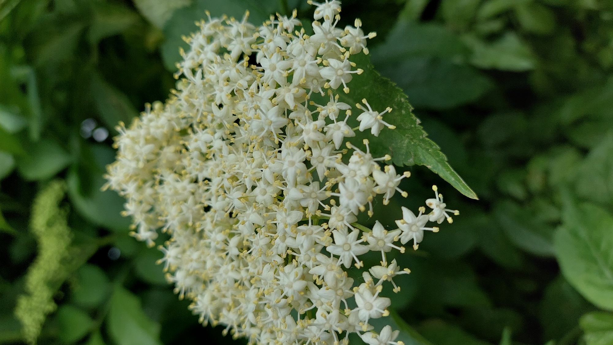 The image presents a close-up, eye-level view of a dense cluster of small, white flowers, most likely elderflowers. The flowers are the primary subject, occupying the right and central portions of the frame. Each individual flower is tiny, featuring five star-shaped white petals and numerous short, yellow-tipped stamens that are clearly visible.
A vibrant green leaf, possibly from the same plant, is partially visible along the top right edge of the flower cluster, showing a textured surface and a pointed tip. The background is softly blurred, consisting of various shades of green foliage, creating a shallow depth of field that highlights the flowers. Some soft, circular bokeh lights are present in the blurred background, suggesting natural light filtering through leaves. A less distinct, elongated green form, possibly another developing flower cluster, is subtly visible in the out-of-focus background on the left.
The lighting suggests it is daytime, with natural illumination bringing out the delicate details of the blossoms. No people or objects other than the plant are visible, and no text is present in the image. The scene captures the intricate beauty of the flowering plant in a natural outdoor setting.