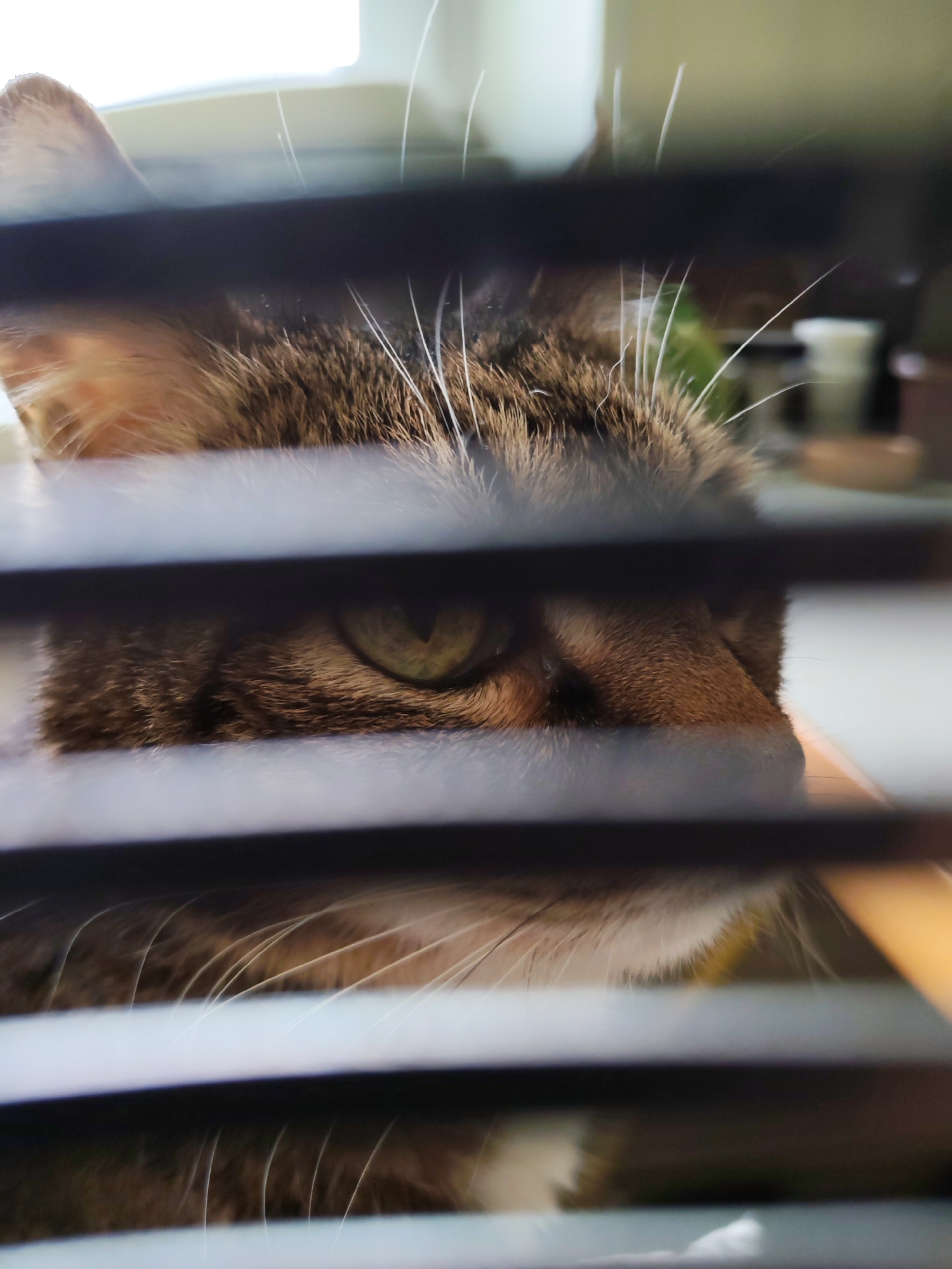 A medium, close-up shot depicts a brown tabby cat partially obscured by horizontal window blinds. The cat's left ear, part of its forehead, one eye, nose, and part of its mouth are visible through the gaps in the blinds. The cat has green eyes and white whiskers. The background is blurry, showing a window and indistinct objects. The image was taken indoors. There is no indication of the location being Chaikovsky, Russia in the image.