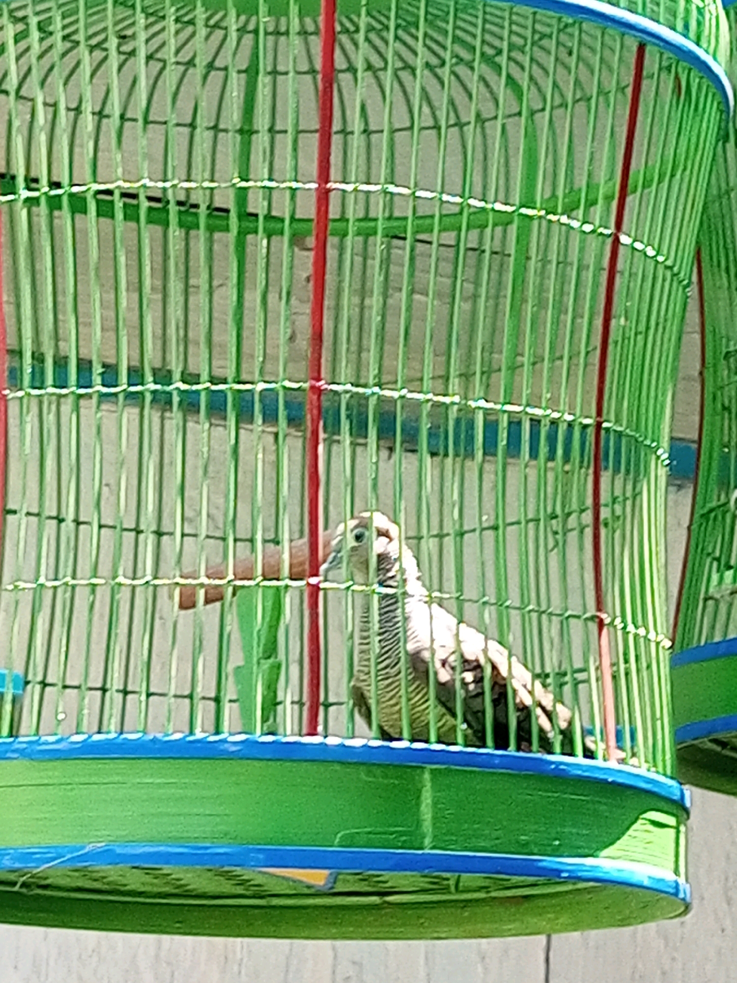 A bird with grey and white striped plumage is inside a green metal birdcage. The bird is facing right and its head is partially visible. The birdcage has red and blue accents. The background appears to be a wall. The scene is likely in Andongsili, Indonesia, where such birdcages are common.