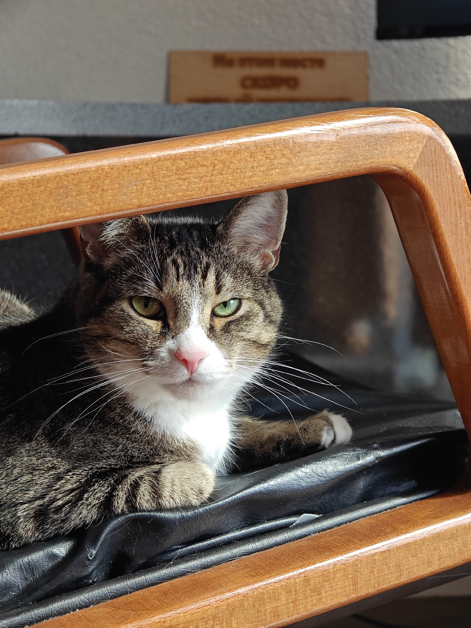 A cat lies on a chair. The cat has a white chest, a pink nose, and green eyes. The chair is wooden and has a black leather seat. The photo was taken in Shushary, Russia. A sign with Russian lettering is visible in the background, which partially obscures the text but contains the word "Скоро" which translates to "Soon".
