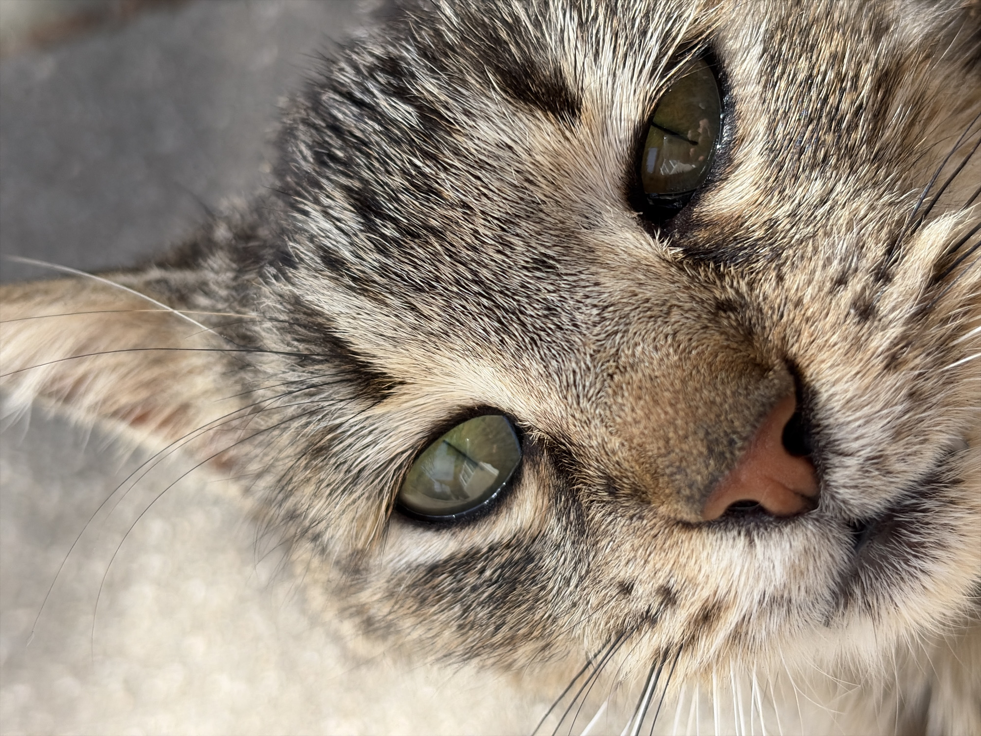 A close-up, diagonal shot captures the head of a domestic tabby cat looking directly at the viewer. The cat's fur displays a detailed pattern of brown, grey, and cream stripes, highlighting the texture and individual hairs. Its large, round eyes are a prominent green-amber color with narrow, vertical pupils. Bright reflections are visible in both eyes, revealing what appears to be a window frame or a building structure with distinct rectangular panes, suggesting either an indoor setting near a window or an outdoor setting adjacent to a building.
The cat's pinkish-brown nose is visible at the center, and numerous long, fine whiskers extend from its muzzle. The lighting is bright and natural, casting highlights on the fur and creating strong specular reflections in the eyes. The background is softly blurred into shades of grey and light beige, ensuring the cat's face remains the sole focal point. The cat's expression conveys curiosity and attentiveness. No specific activity is depicted beyond the cat observing its environment. There is no visible text in the image.