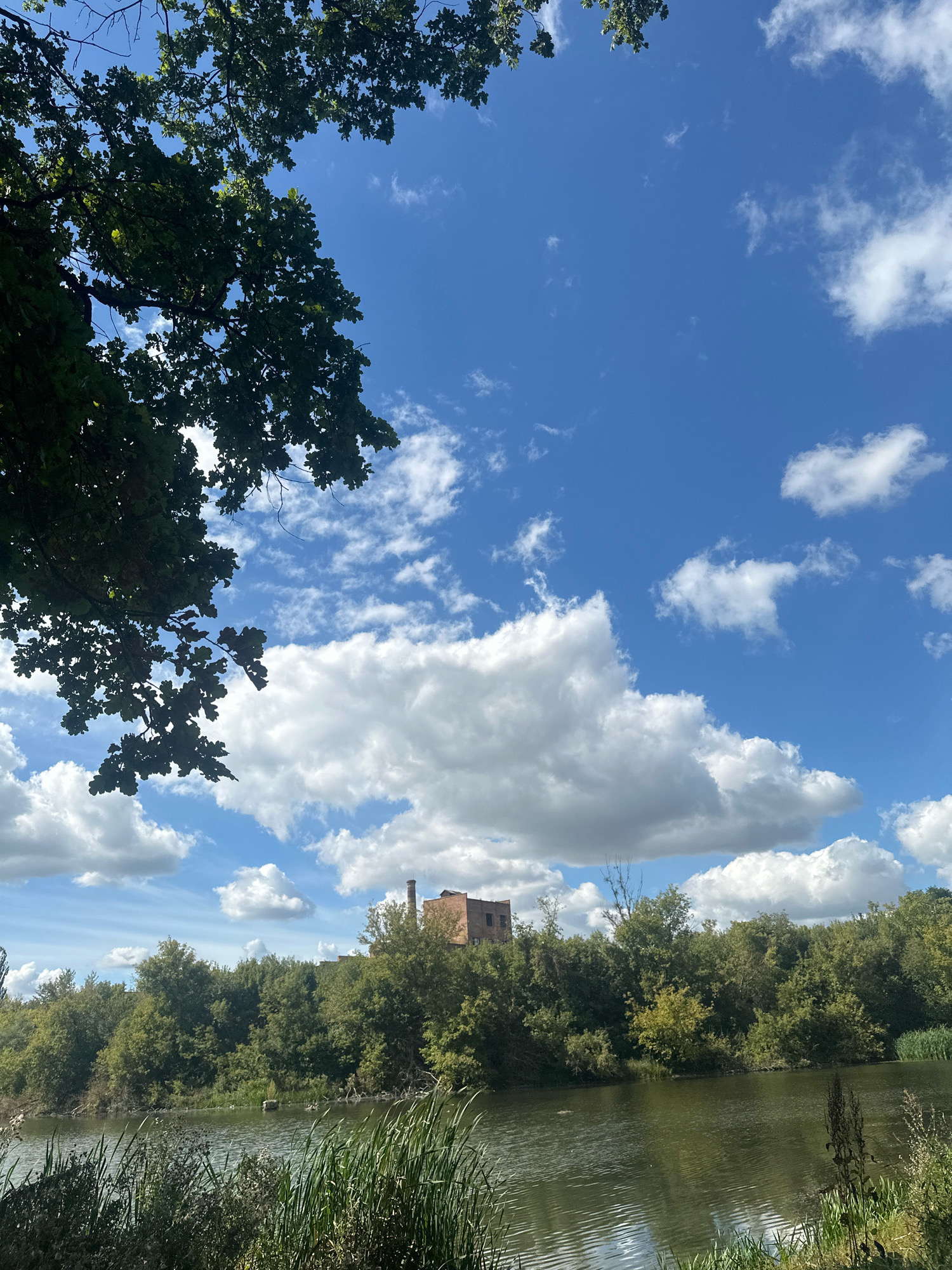 A calm body of water lies in the foreground, with reeds and tall grass growing along its banks. Across the water, a dense line of trees forms a green barrier, with a brick structure, possibly an abandoned building or factory, rising above them in the distance. The sky is a vivid blue, dotted with fluffy white clouds. A large tree branch, laden with dark green leaves, drapes into the frame from the upper left corner, its silhouette contrasting with the bright sky. The scene appears to be a natural setting within or near the city of Shatava, Ukraine.