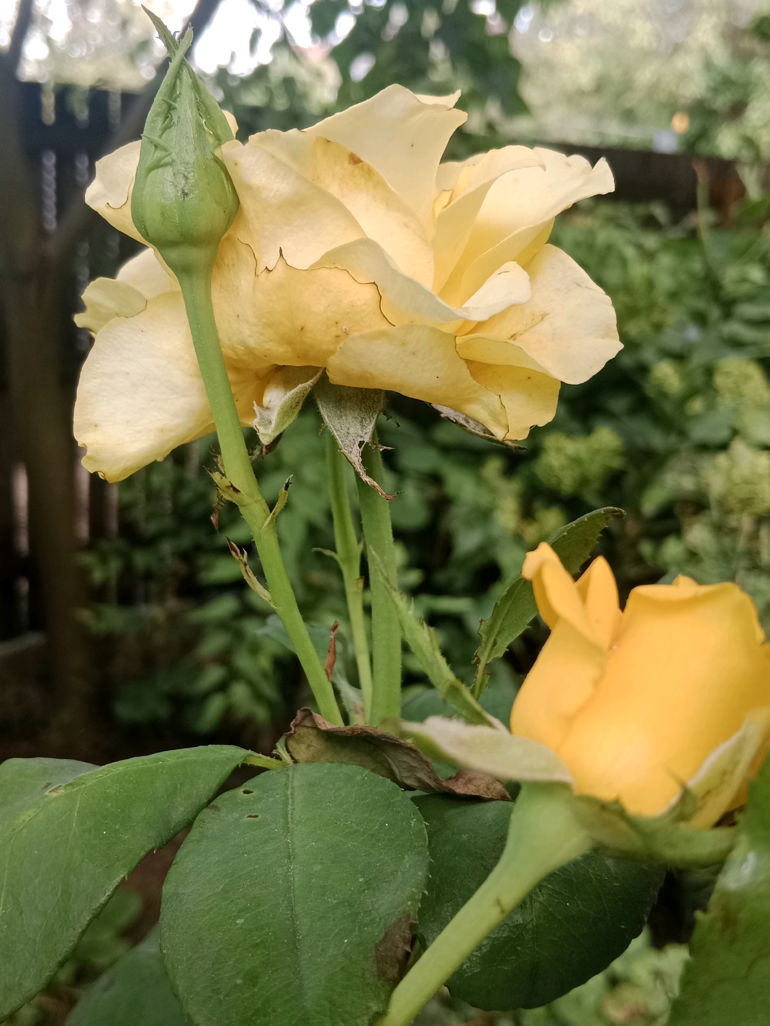 The image shows a close-up view of two yellow rose buds and one partially opened yellow rose bloom, set against a blurred background of green foliage and a wooden fence. The lighting suggests it is daytime, possibly late afternoon due to the soft light. The scene is outdoors, likely in a garden, given the presence of the roses and fence. There are no people or animals visible in the image. The focus is entirely on the floral subjects. The background elements, the fence and foliage, are out of focus, creating a shallow depth of field that emphasizes the roses. The overall impression is one of natural beauty and tranquility. The location in Mălăieștii Noi, Moldova, is not visually discernible from the image itself, but it provides a geographical context for the scene.