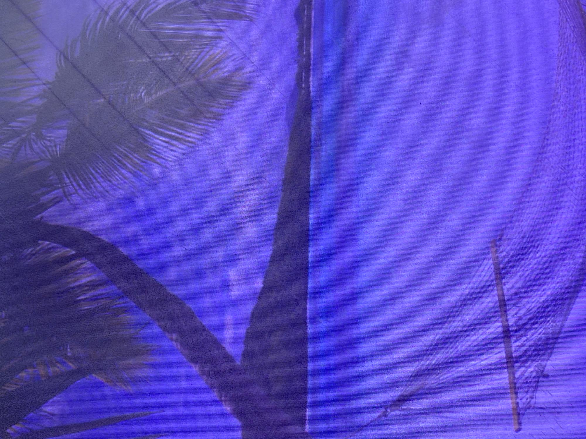 The image displays a close-up view of palm fronds and a palm tree trunk, rendered in a vibrant purple hue. The fronds are silhouetted against a bright, textured background that suggests a screen or fabric. There are diagonal lines and a grid-like pattern visible across the image, indicative of the digital nature of the display or the material itself.
In the upper left, palm fronds create a feathery shadow. To the right of this, a dark, textured trunk of a palm tree dominates the central portion of the image, running vertically. To the right of the trunk, there is a faint, almost translucent net-like structure with diagonal lines. The overall scene is abstract due to the color saturation and the visible digital noise or texture. No people, animals, or specific objects beyond the natural elements of the palm tree are discernable. The image does not convey any discernible activity or event. There is no visible text. The strong purple coloration and the textured appearance suggest the image may be digitally manipulated, projected onto a surface, or a photograph taken of a screen. Without additional context, specific details about time of day, weather, or location cues are not apparent, though the presence of palm trees might suggest a tropical or sub-tropical environment.
