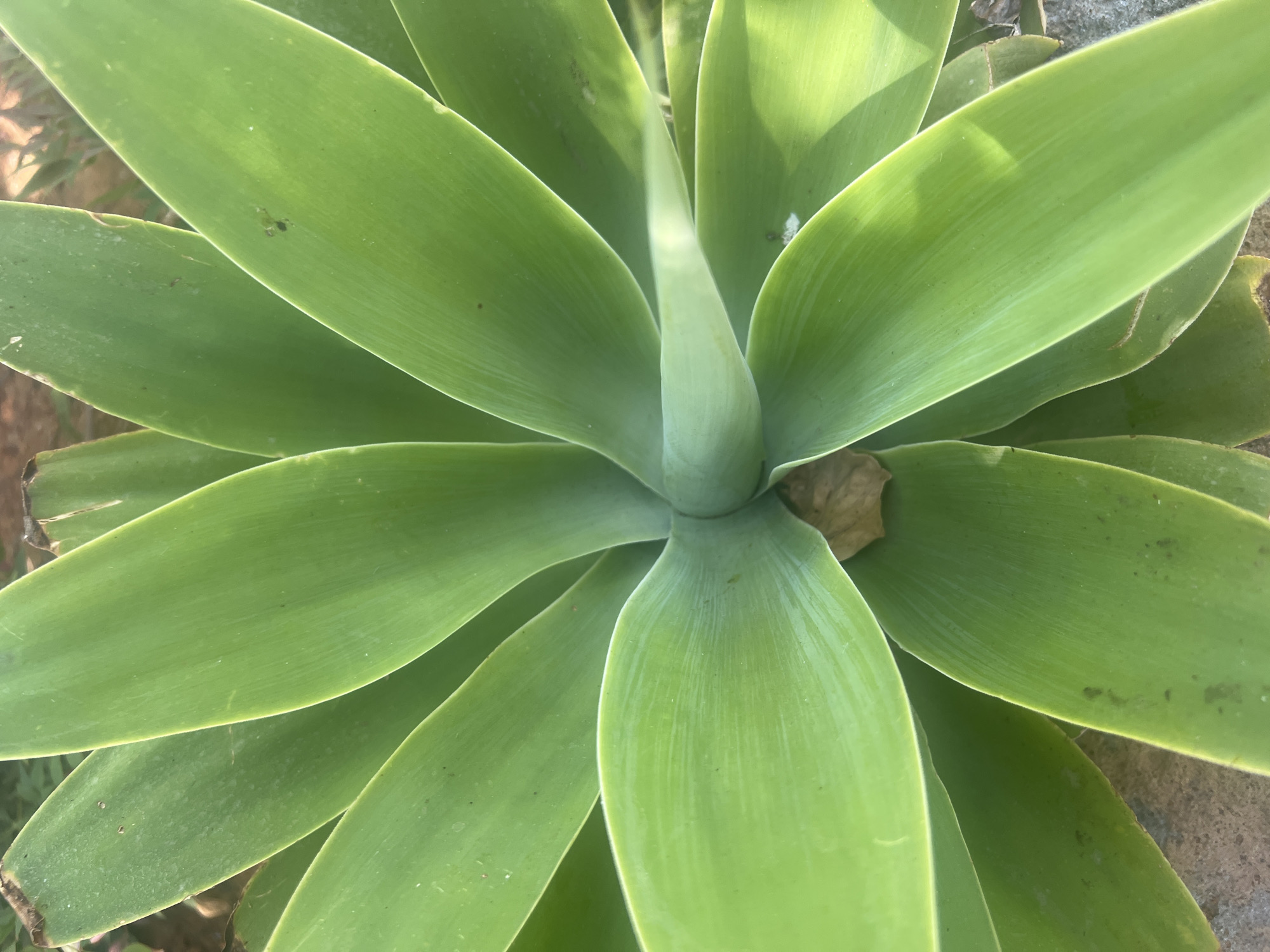 This media file is a close-up, top-down photograph of a succulent plant, likely an agave variety, with broad, green leaves fanning out from a central point. The leaves are smooth and have a slight waxy sheen, with subtle veins running lengthwise. Sunlight is casting shadows across the leaves, suggesting it is daytime, possibly morning or afternoon. The background is slightly blurred, showing hints of earthy ground and what appears to be a textured stone or concrete surface. There is a small, dried leaf tucked near the center of the plant. The overall impression is one of natural growth and resilience. There is no text visible in the image. The location context is Hof HaCarmel Regional Council, Israel.
