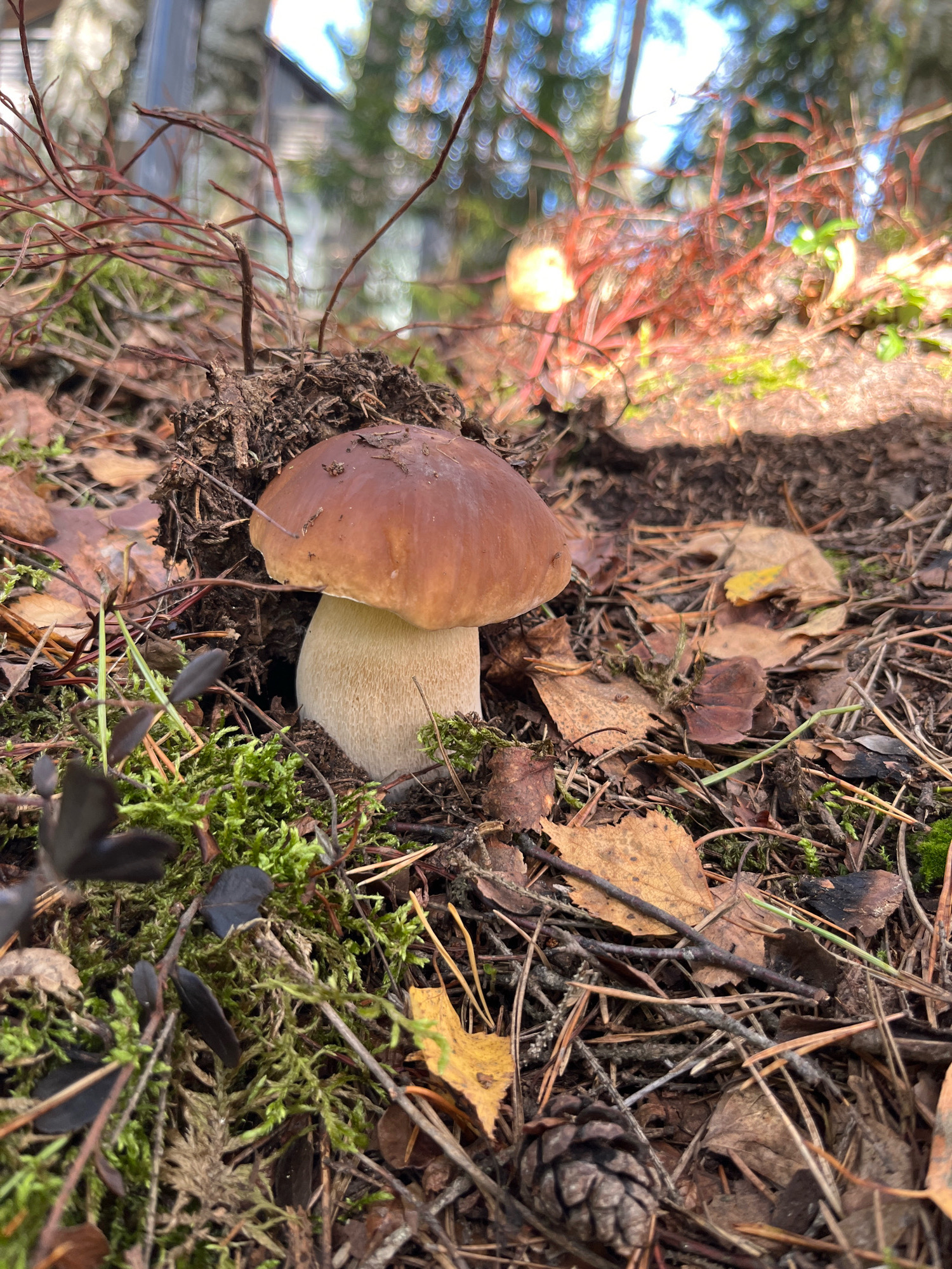 A close-up, low-angle shot captures a single, large mushroom emerging from the forest floor. The mushroom has a thick, pale stem and a smooth, brown cap that is slightly domed. It is surrounded by dark soil, moss, fallen leaves, pine needles, twigs, and a pine cone. In the background, out of focus, is dappled sunlight filtering through trees and branches, suggesting an outdoor, wooded environment. The image does not contain any information or context that would allow for identification of its location in Arfa, Russia, or any details about people, actions, or interactions.