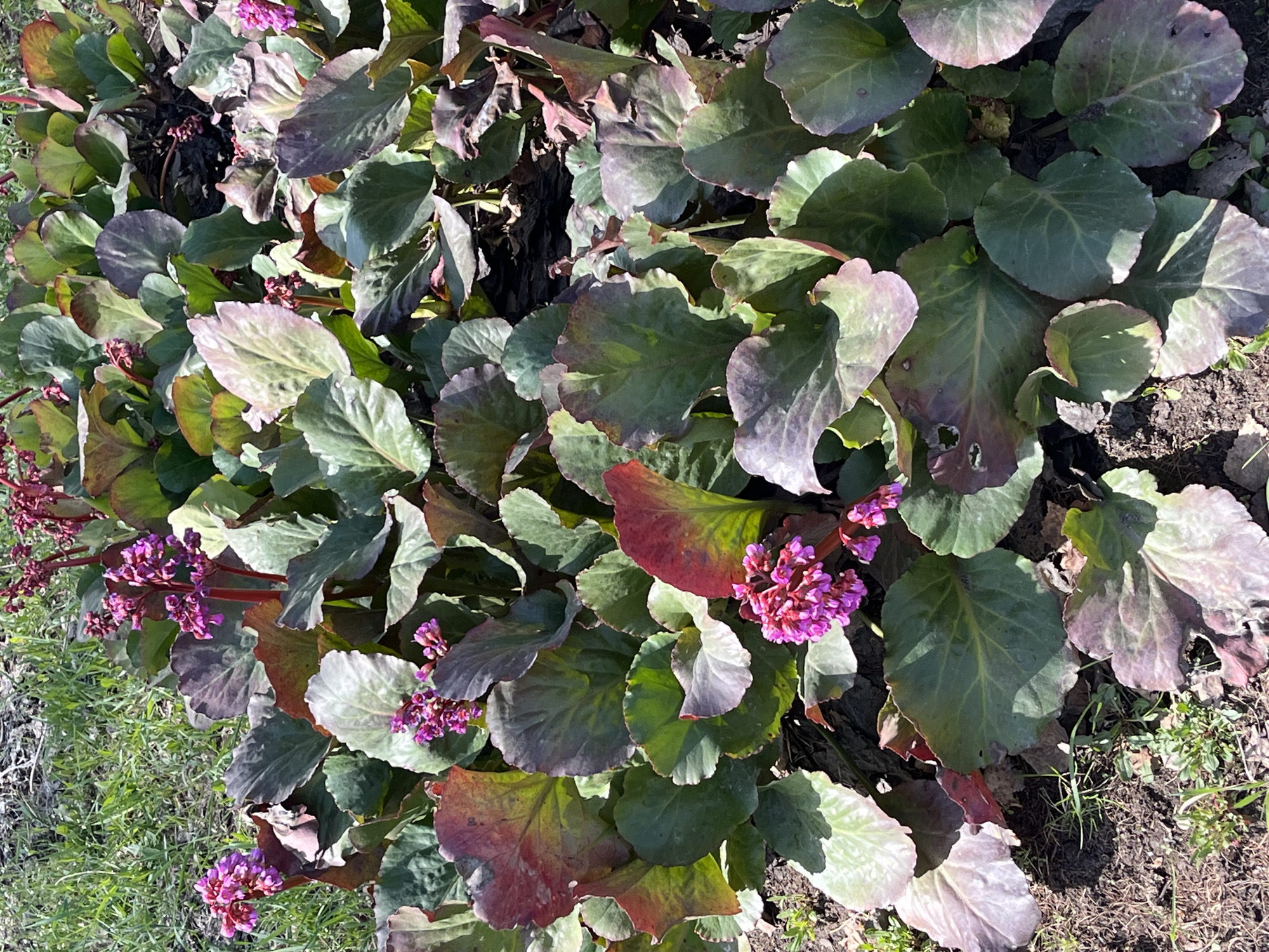 The image shows a cluster of *Bergenia* plants, likely *Bergenia cordifolia*, growing in a garden bed. The plants have large, rounded, leathery leaves that range in color from green to shades of purple and red. Some leaves show signs of discoloration or damage. The plants are flowering with small, bright pink flowers clustered together on stems. The ground around the plants is visible, showing soil, dried leaves, and some grass. The scene is likely in a garden or landscaped area, possibly in Chaikovsky, Russia, given the location. There are no people visible in the image. The interaction is simply the natural growth of the plants within their environment.