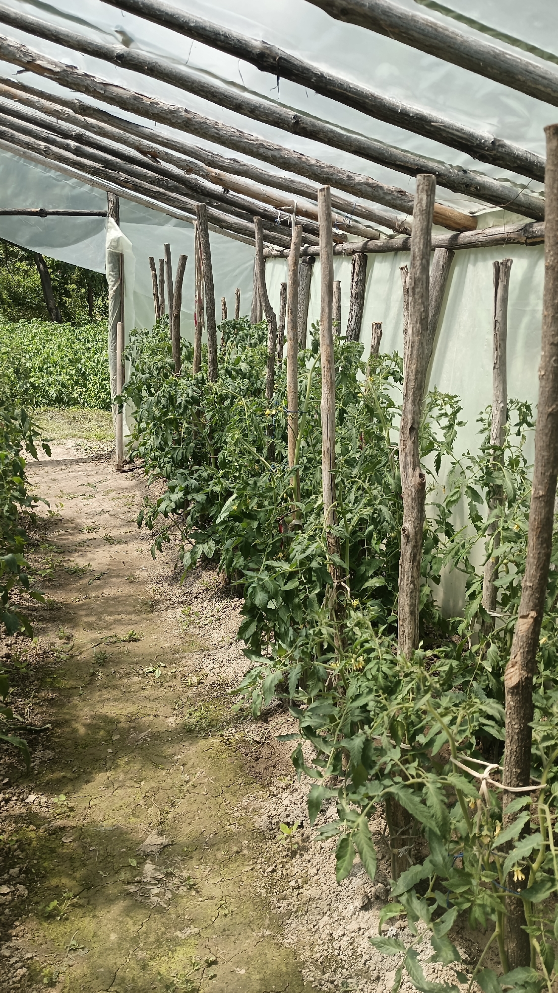 The image depicts the interior of a makeshift greenhouse located in Muzga, Bulgaria. The greenhouse structure is composed of roughly hewn wooden poles and beams supporting a translucent plastic covering. Rows of tomato plants are visible inside, supported by individual wooden stakes. A narrow dirt path runs between the rows of plants. The ground is dry and cracked in places. Vegetation is visible outside the greenhouse. No people are visible in the image.