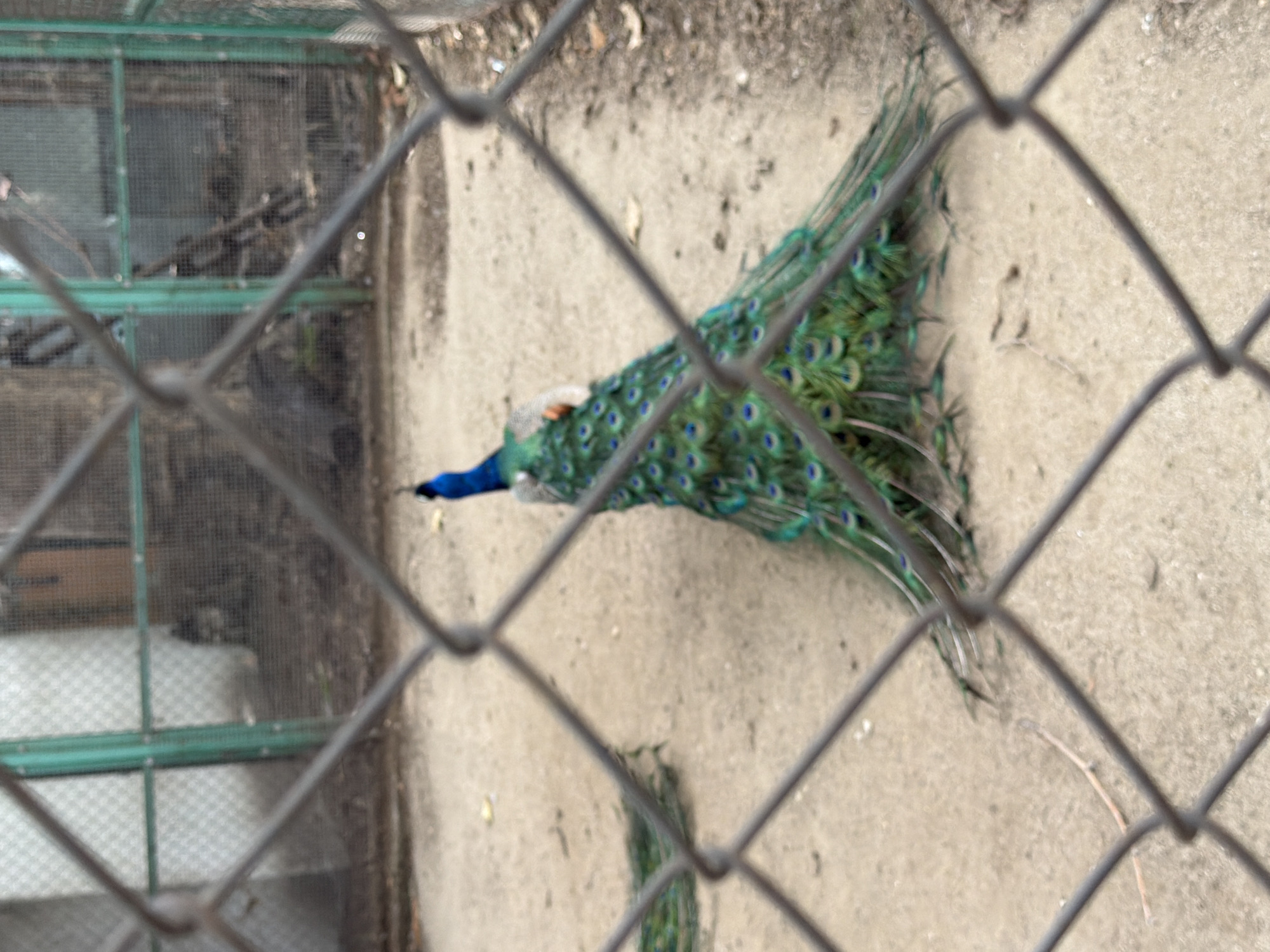 The image shows a peacock with its tail feathers fanned out, standing on a dirt ground within a fenced enclosure. The enclosure appears to be part of an aviary or zoo, with green metal framing and wire mesh visible. In the background, there are structures that suggest buildings or shelters. The peacock is the primary subject, with its vibrant blue and green plumage prominent. The overall scene is somewhat blurry due to the focus being on the peacock and the foreground fence. The location is identified as Pazardzhik, Bulgaria, though specific landmarks within the city are not discernible from the image itself.