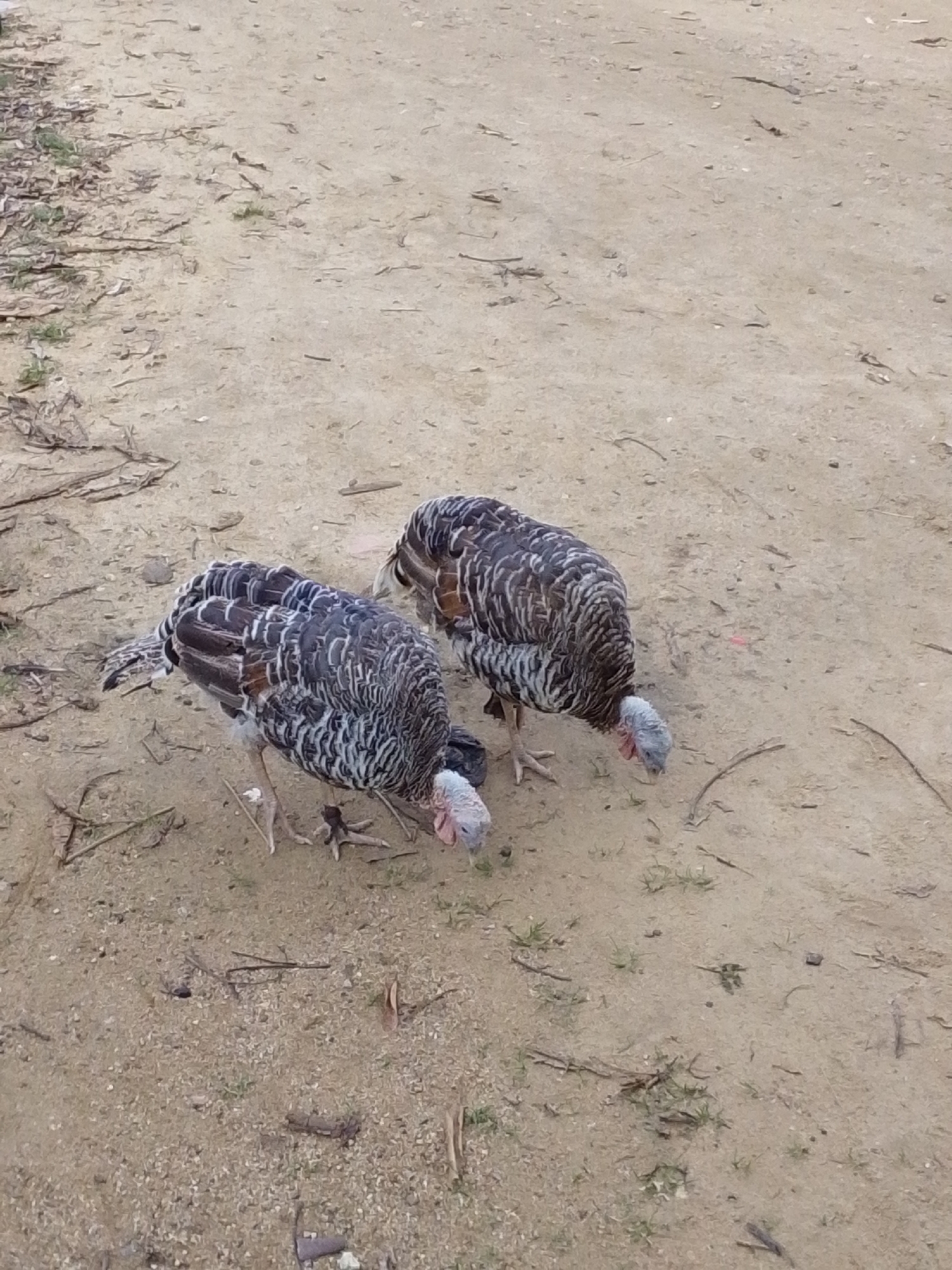 The image shows two turkeys on a dirt ground in Serti, Nigeria. The turkeys have black, white, and brown feathers. One turkey is on the left side of the image, facing left and down, with its head lowered to the ground. The other turkey is on the right side of the image, slightly behind the first, also facing down and to the right. The ground is sandy and has some scattered twigs and small stones. The environment appears to be rural or undeveloped.