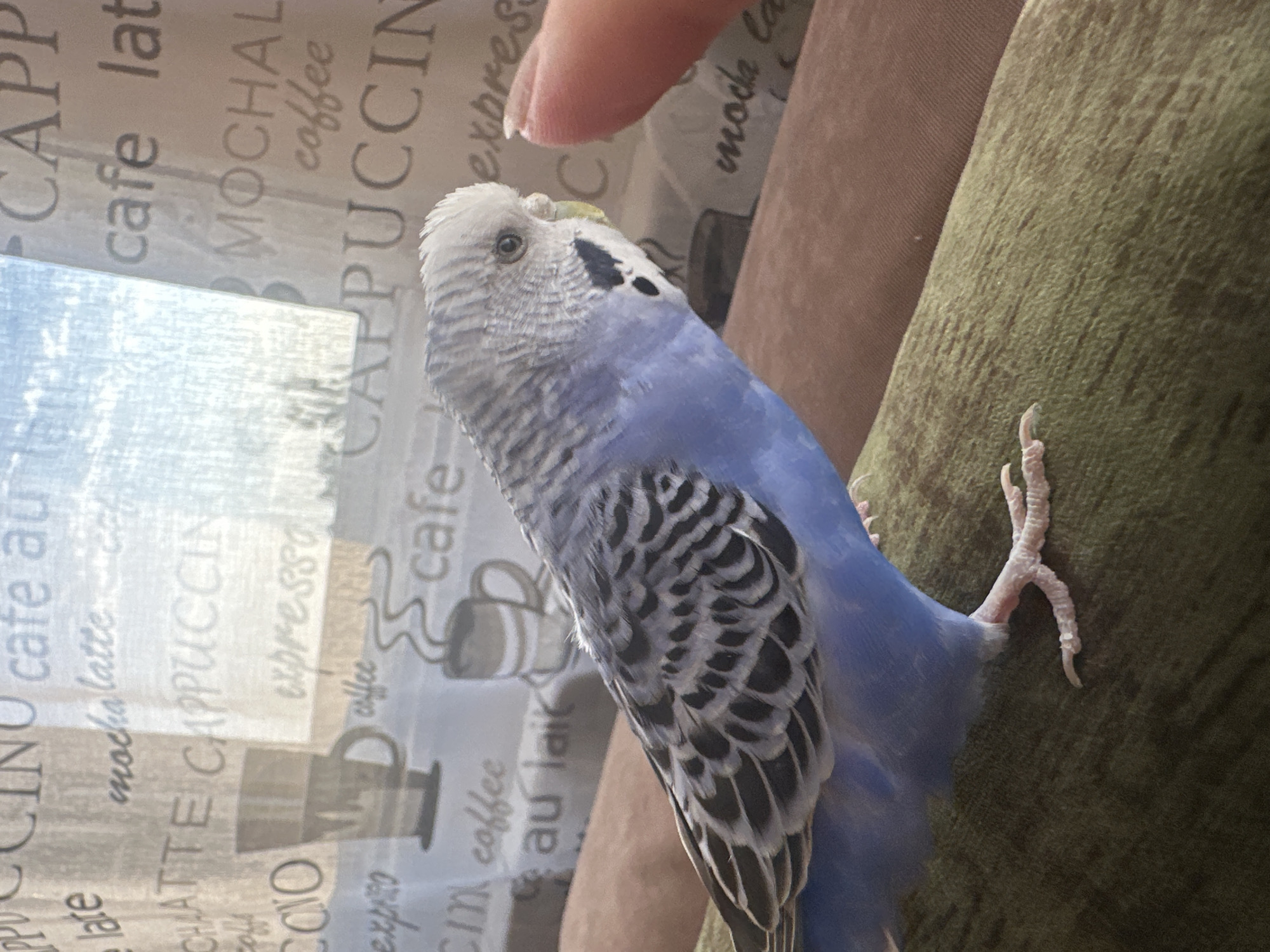 A budgerigar, a small blue and white bird, is perched on a green textured surface. The bird is facing to the right, with its head turned slightly towards the viewer. In the background, a sheer curtain with a repeating coffee-themed pattern is visible. The curtain displays words like "cappuccino," "latte," and "espresso," along with images of coffee cups. A human finger is visible on the right side of the image, close to the bird's head, suggesting an interaction. The lighting suggests it is daytime, with light coming from behind the curtain. The overall environment appears to be indoors, likely in a domestic setting.
