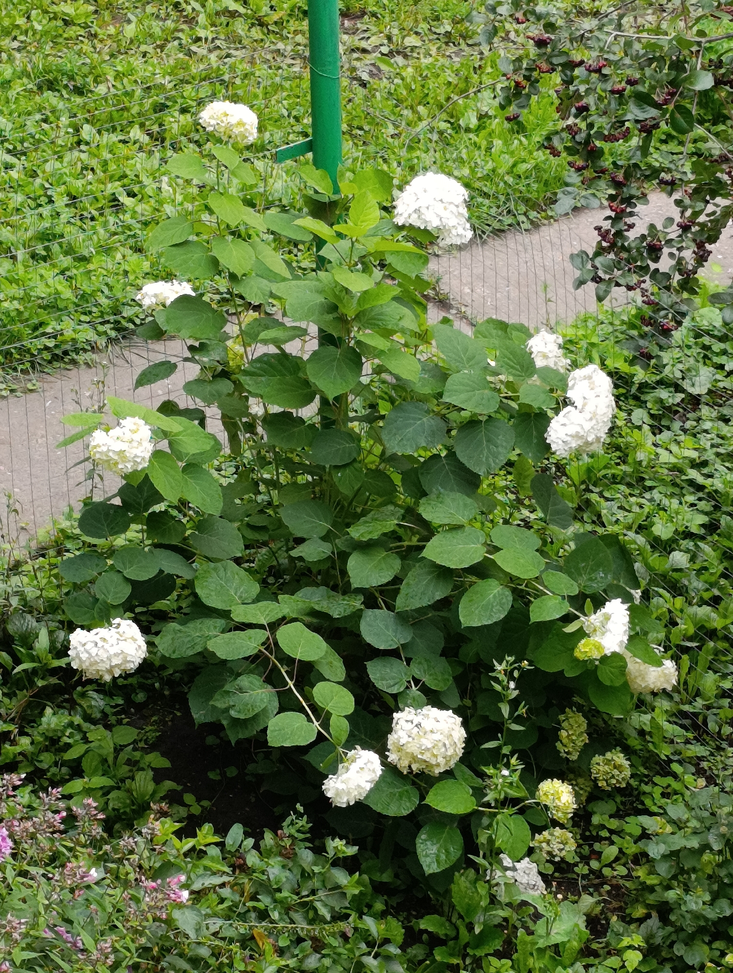 A tall, bushy hydrangea plant with numerous large, white flower clusters and abundant green leaves stands in a garden in Donskoy, Russia. The plant is situated next to a concrete path and a green metal pole. In the background, there is a dense green ground cover with a chain-link fence running horizontally. To the right of the hydrangea, there is a bush with dark berries. The overall scene depicts an outdoor setting with various types of vegetation.