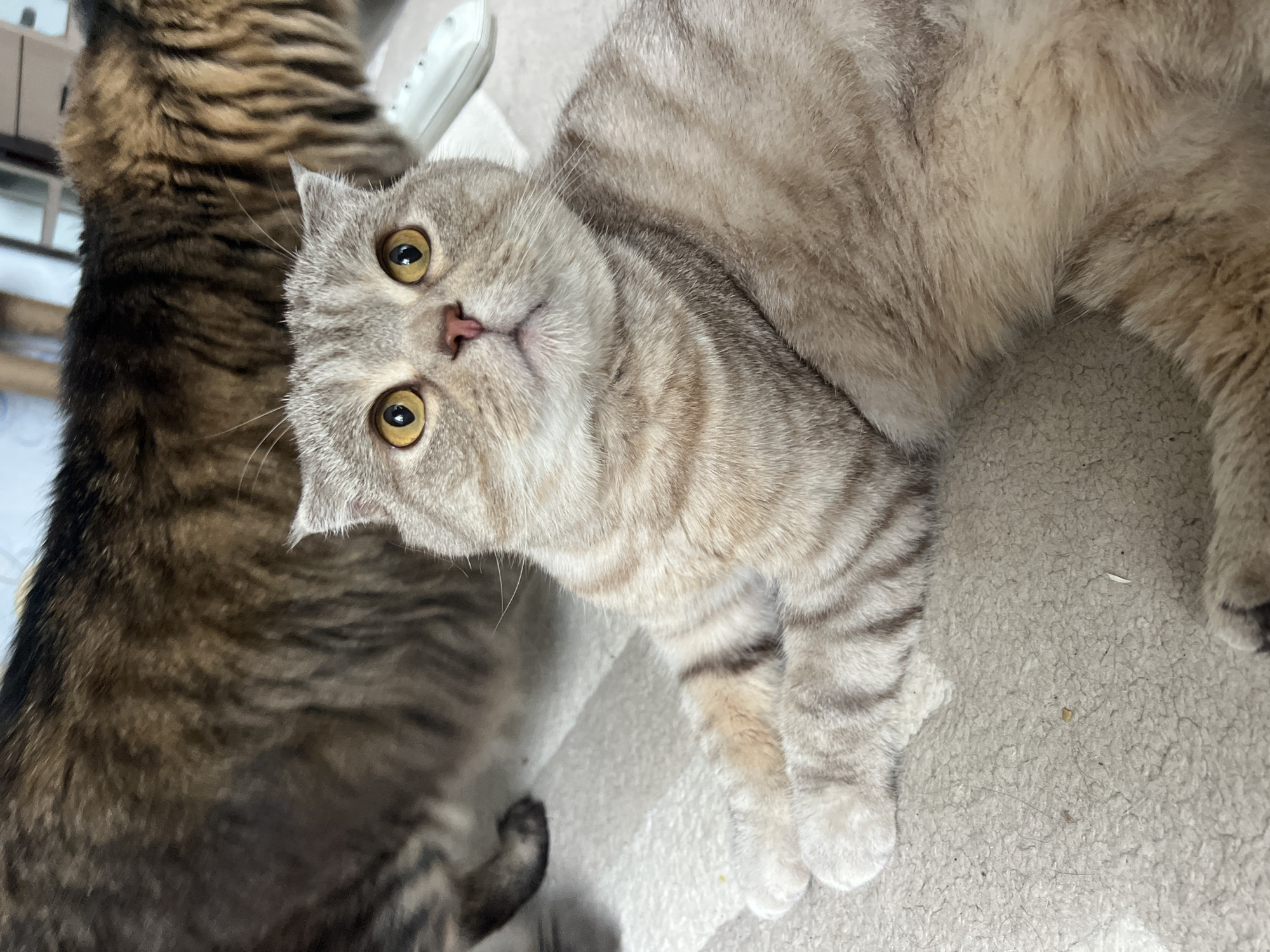 The image features two cats in an indoor setting in Chaikovsky, Russia. The main subject is a light-colored tabby cat, likely a Scottish Fold due to its distinctive folded ears, lying on a soft, light-colored, textured surface, resembling a carpet or thick blanket. This cat has striking golden-yellow eyes, wide open and looking directly at the camera, conveying an alert and curious expression. Its fur displays a mix of light grey, beige, and cream tones with prominent darker grey tabby stripes. A small pink nose and whiskers are also visible. The cat's front paws, which are white, are seen resting on the surface.
Partially visible in the upper and lower left sections of the frame is a second cat. This feline has darker fur, predominantly dark brown and black with subtle tabby patterns, and only its back and a small portion of its tail or hind leg are discernible, indicating it is positioned behind or adjacent to the first cat. The lighting is soft and diffused, characteristic of an indoor environment. A small, indistinct white object, possibly an electronic device, is vaguely visible in the upper right background. There is no visible text present in the image.