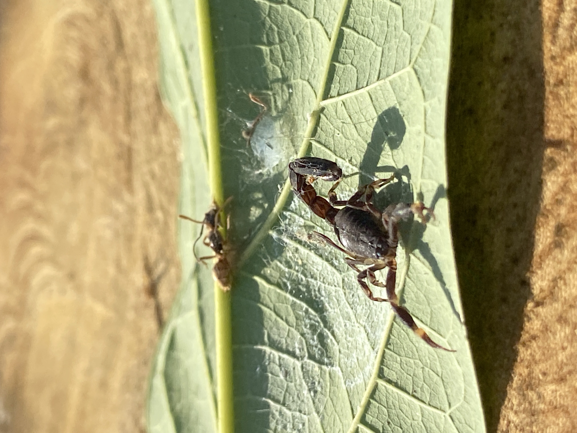 The image shows a scorpion and a bug on a green leaf. The scorpion is dark brown/black and has its tail raised. The bug is small and brown, and is next to some webbing on the left side of the leaf. The leaf is positioned between a light-colored wooden surface on the left and a darker, reddish-brown wooden surface on the right. The lighting is bright. The location in the city of Los Velásquez, Venezuela is not specified.