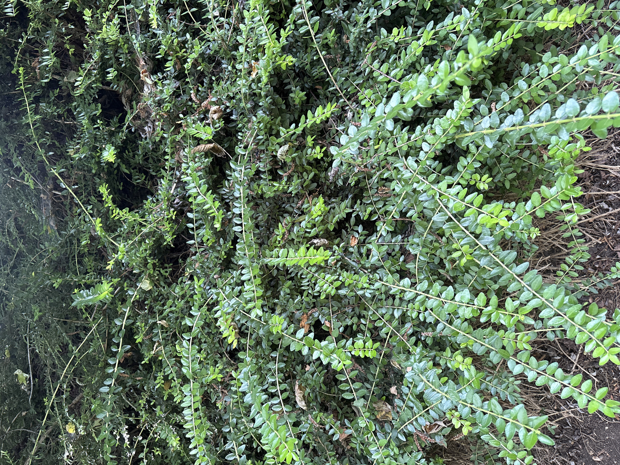 The image is an overhead, full-frame shot of a dense, green bush with thin, wiry branches and small, oval-shaped leaves. The bush is packed tightly, creating a textured surface with many overlapping leaves and branches. Some of the leaves are a brighter, more vibrant green, while others are a darker shade, suggesting varying levels of light exposure or plant health. Scattered amongst the green foliage are a few dried, brown leaves and twigs, adding a touch of natural decay to the scene. The overall impression is one of lushness and overgrown growth. The lighting suggests it could be daytime, possibly overcast, as there are no strong shadows. The ground beneath the bush, visible in the lower right quadrant, is covered in dark brown soil or mulch with some dry organic matter. There is no visible text in the image. The image captures a natural, outdoor setting, likely a garden or a wilder green space.