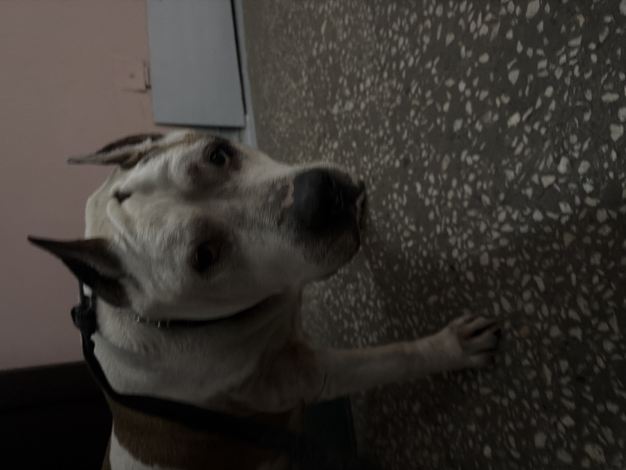 A medium, indoor shot depicts a white and brown pit bull, facing the left. The dog has a black nose and collar, and its right paw is pressed against a dark-colored speckled wall. The dog’s head is turned slightly to the left. A light pink wall and white door frame are visible in the background. The location is likely an indoor space in Krasnoyarsk, Russia.