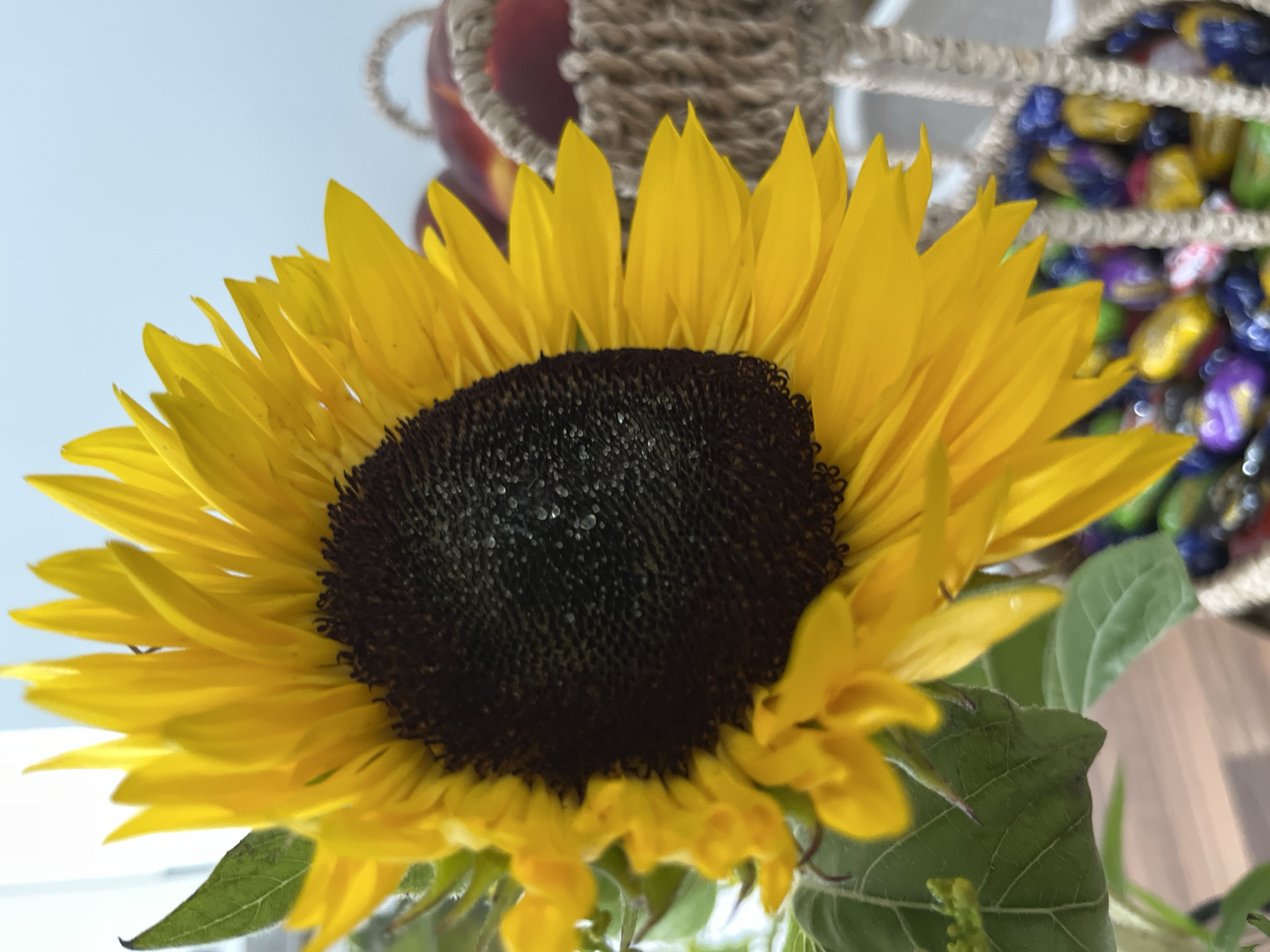 A close-up, vertical, medium shot showcases a vibrant sunflower with its petals in full bloom, angled towards the right side of the frame. The dark center of the sunflower is speckled with small water droplets. To the right of the sunflower, out of focus, a woven basket is visible, filled with an assortment of colorful candies. Further to the right and out of focus, a basket of red fruits, possibly apples or peaches, is also present. The background is a soft, blurred light blue, suggesting an indoor setting, possibly a home or a florist shop. The scene is well-lit, with the natural light highlighting the sunflower's bright yellow petals. There are no people or animals visible in the image, and no specific landmarks or geographical indicators that would suggest a location in Helsinki, Finland.