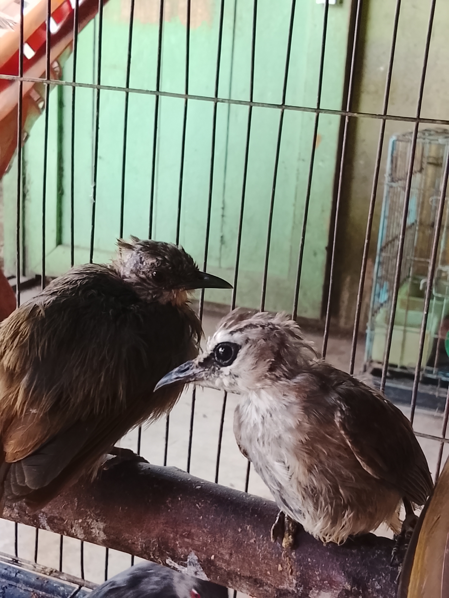 Two juvenile brown birds are perched on a wooden dowel inside a cage. The bird on the left is facing away from the camera, while the bird on the right is facing forward. The cage has green bars and a light green background. In the background, a blue and silver bird cage is visible. The scene appears to be set in Kuta Trieng, Indonesia.