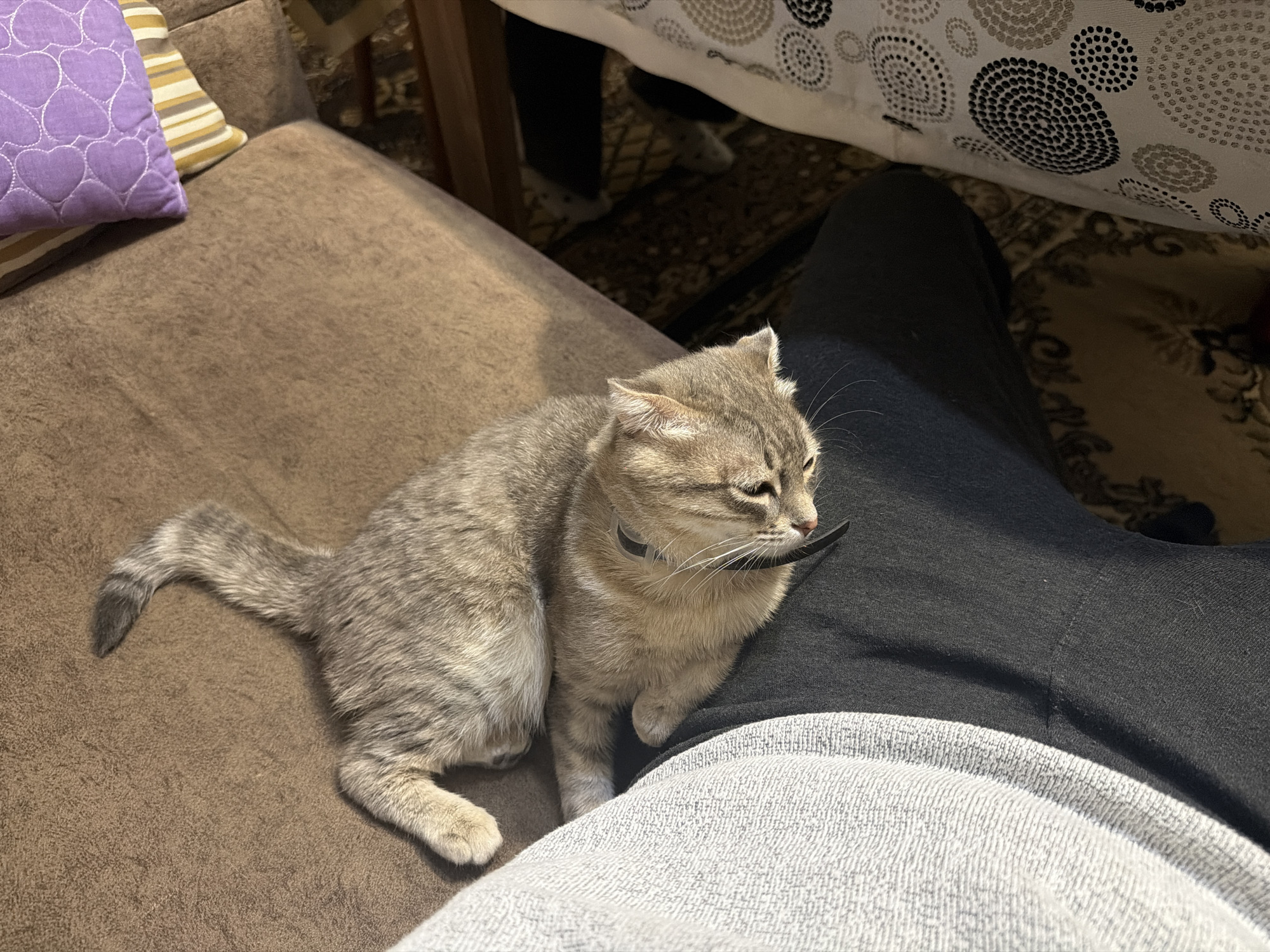 A medium shot shows a gray tabby cat with a dark collar sitting on a brown couch. The cat is resting partially on a person's lap. The person is wearing dark gray pants and a light gray sweatshirt. A lavender heart-patterned pillow is visible in the upper left corner, along with a striped pillow. A table with a white patterned tablecloth is visible in the background. The location is presumed to be inside a home in Novxanı, Azerbaijan.
