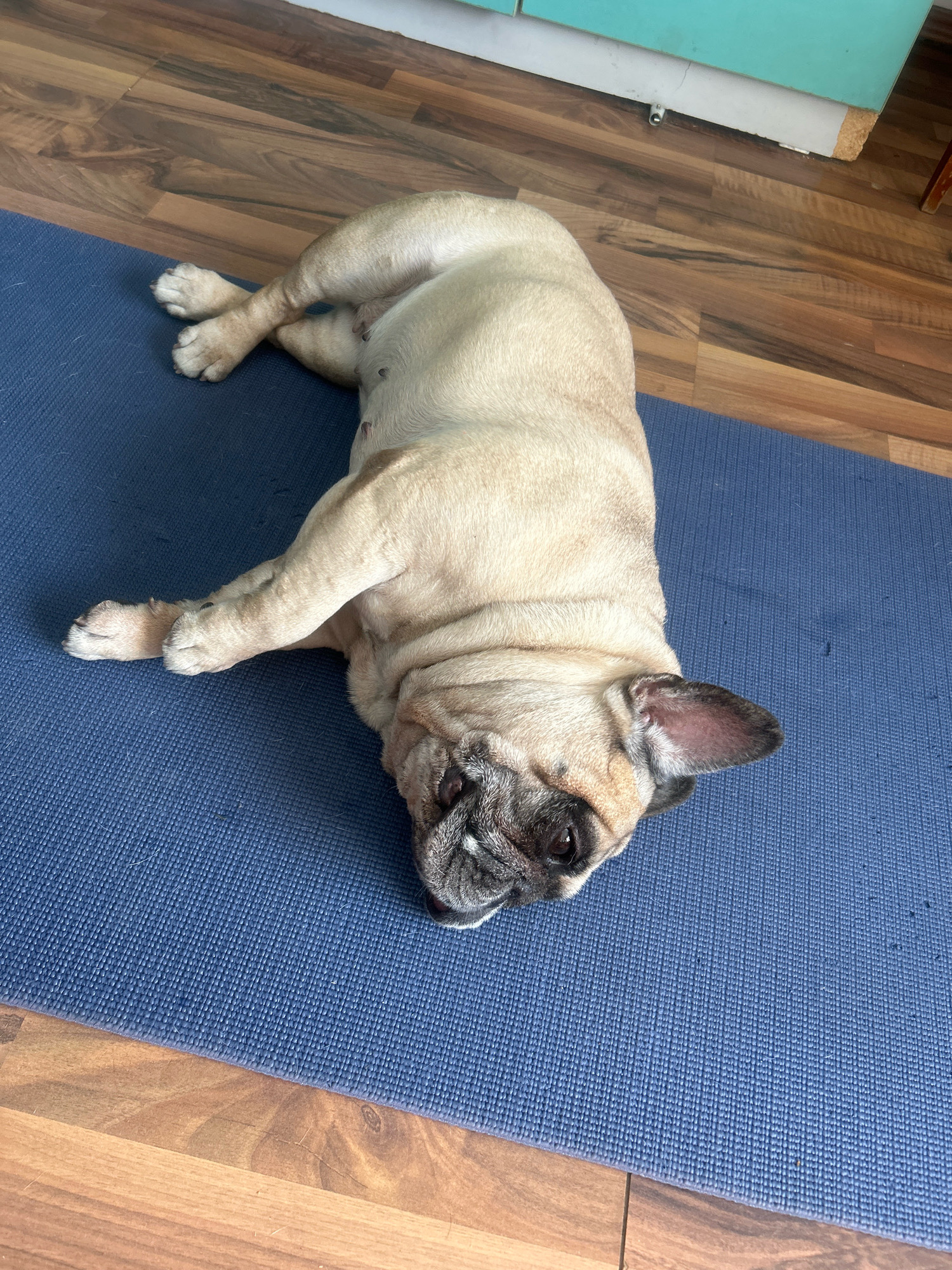 An adult pug lies on its side on a blue yoga mat. The dog is facing left, with its head resting on the mat and its body stretched out. Its front paws are crossed, and its hind legs are bent. The dog's fur is light brown, and its face is black and wrinkled. The yoga mat is placed on a wooden floor. In the background, a teal cabinet is visible. The scene appears to be indoors, likely in a residential setting. There are no specific indicators of the city of Almaty, Kazakhstan.