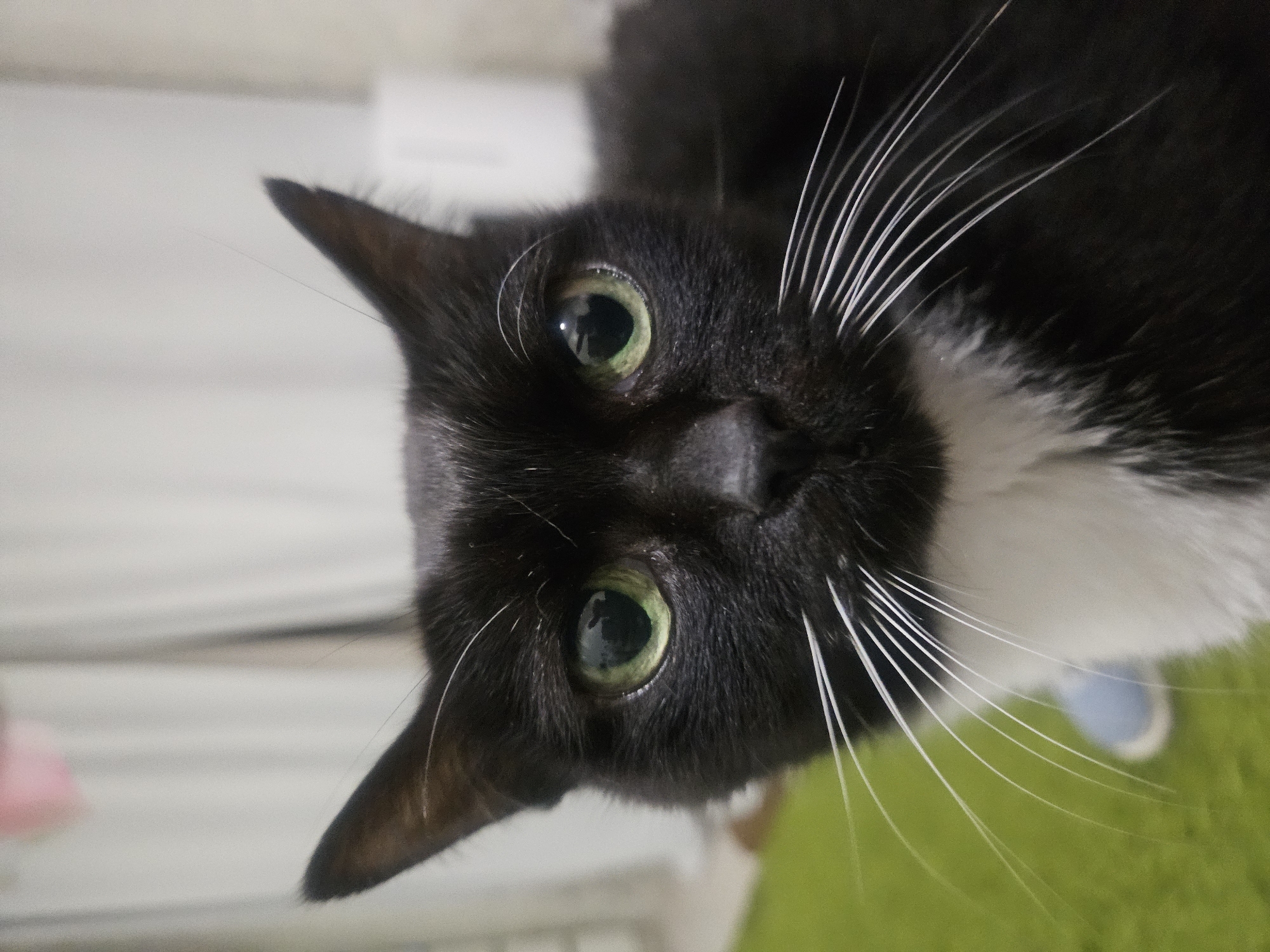A close-up, slightly angled portrait shows a black and white cat with bright green eyes. The cat's head is tilted, with its ears pointing upward. The cat's coat is predominantly black, with a white patch on its chest and white whiskers. The background is blurred and features white and green hues, suggesting an indoor environment. The location in the city of Rodniki, Russia, is not discernible from this image.