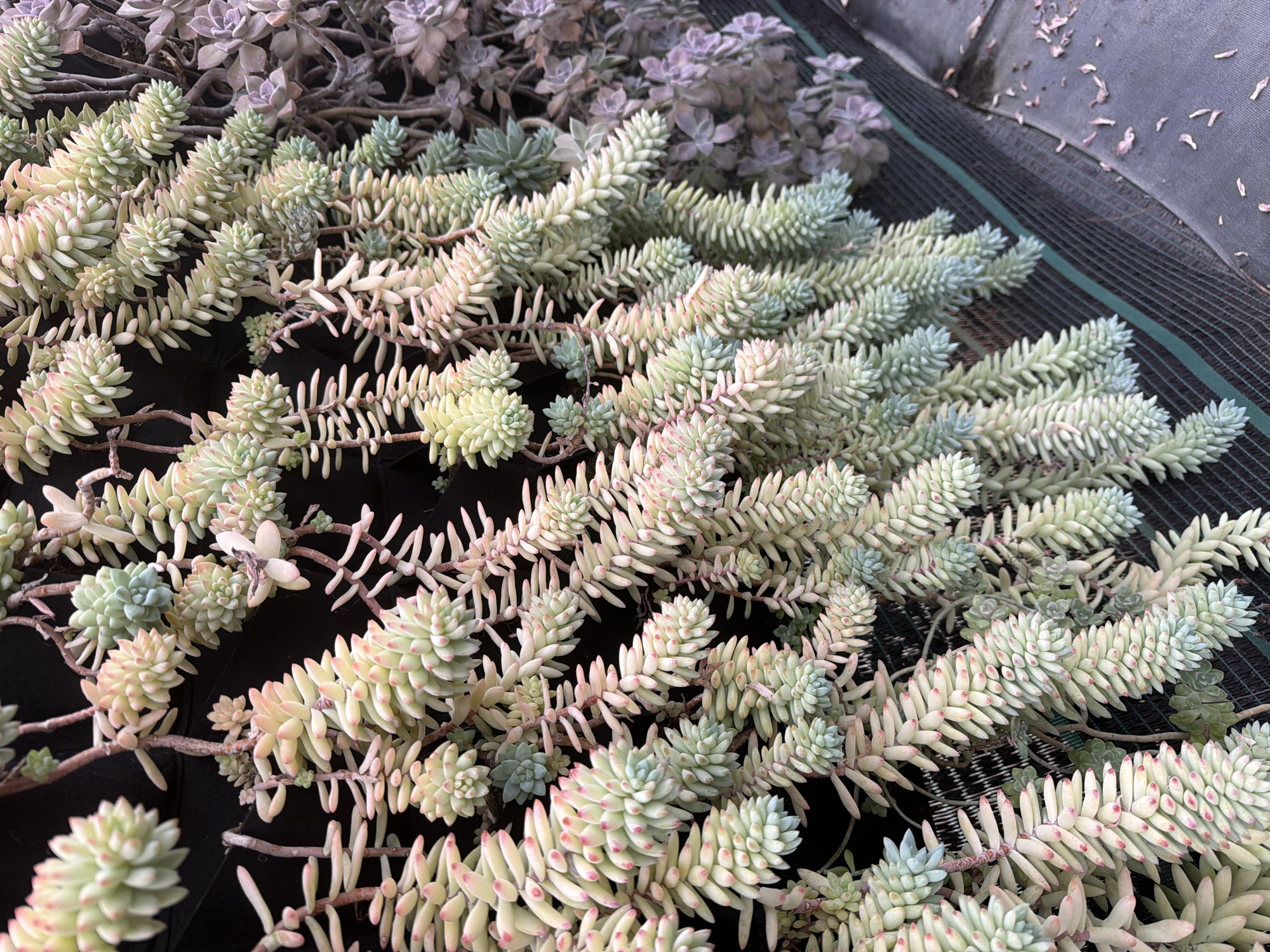 The image shows a close-up, overhead view of a vertical garden featuring multiple strands of succulents. The succulents have plump, fleshy leaves that are tightly packed and cascade downwards. The colors range from pale green to yellow, with some leaves having pink tips. The plants are densely arranged against a dark, textured background, possibly a wall or matting. To the right, a different variety of succulents, in shades of purple and gray, are also visible. A black mesh netting runs horizontally across the lower portion of the image, with some dried plant debris scattered on a dark surface below. The scene appears to be an outdoor setting, possibly in a garden or public space. No people are present in the image. The location is identified as the city of Đạ Cháy, Vietnam, though there are no visual cues within the image to confirm this specific location.