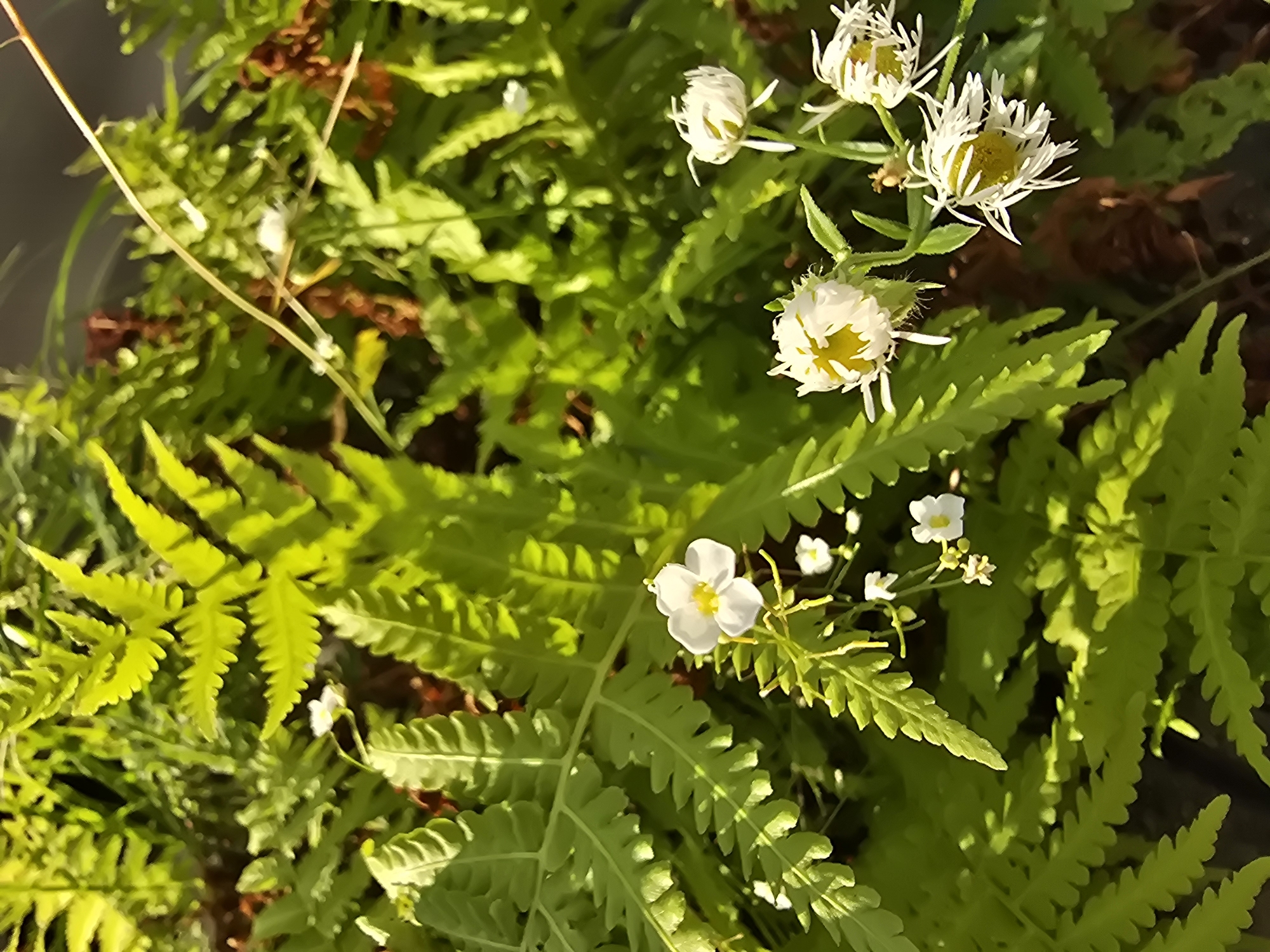 A close-up, vertical shot captures a patch of lush green ferns and small white wildflowers bathed in sunlight. The ferns dominate the frame with their intricate, frond-like leaves, some catching the light and appearing almost golden. Scattered amongst the foliage are delicate white flowers, some fully bloomed with yellow centers, others in bud. The background is a soft blur of more greenery and dark, earthy tones, suggesting a natural outdoor setting. This scene was likely captured in a garden or park in Sofiivska Borshchahivka, Ukraine.