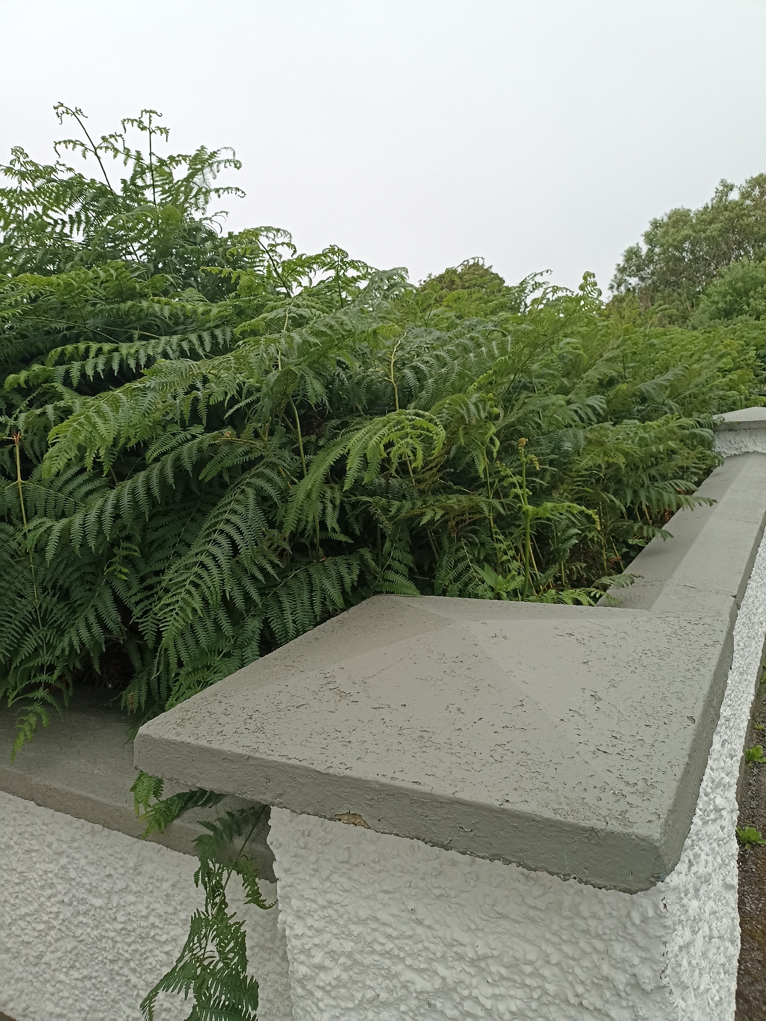 This image shows a close-up view of a concrete wall topped with a decorative coping in Annagry West, Ireland. The wall is textured white, and the coping is painted a light gray with visible chipping. Lush green ferns grow abundantly behind and over the wall, some fronds spilling onto the coping. The background consists of more greenery and a hazy sky, suggesting an overcast day.
