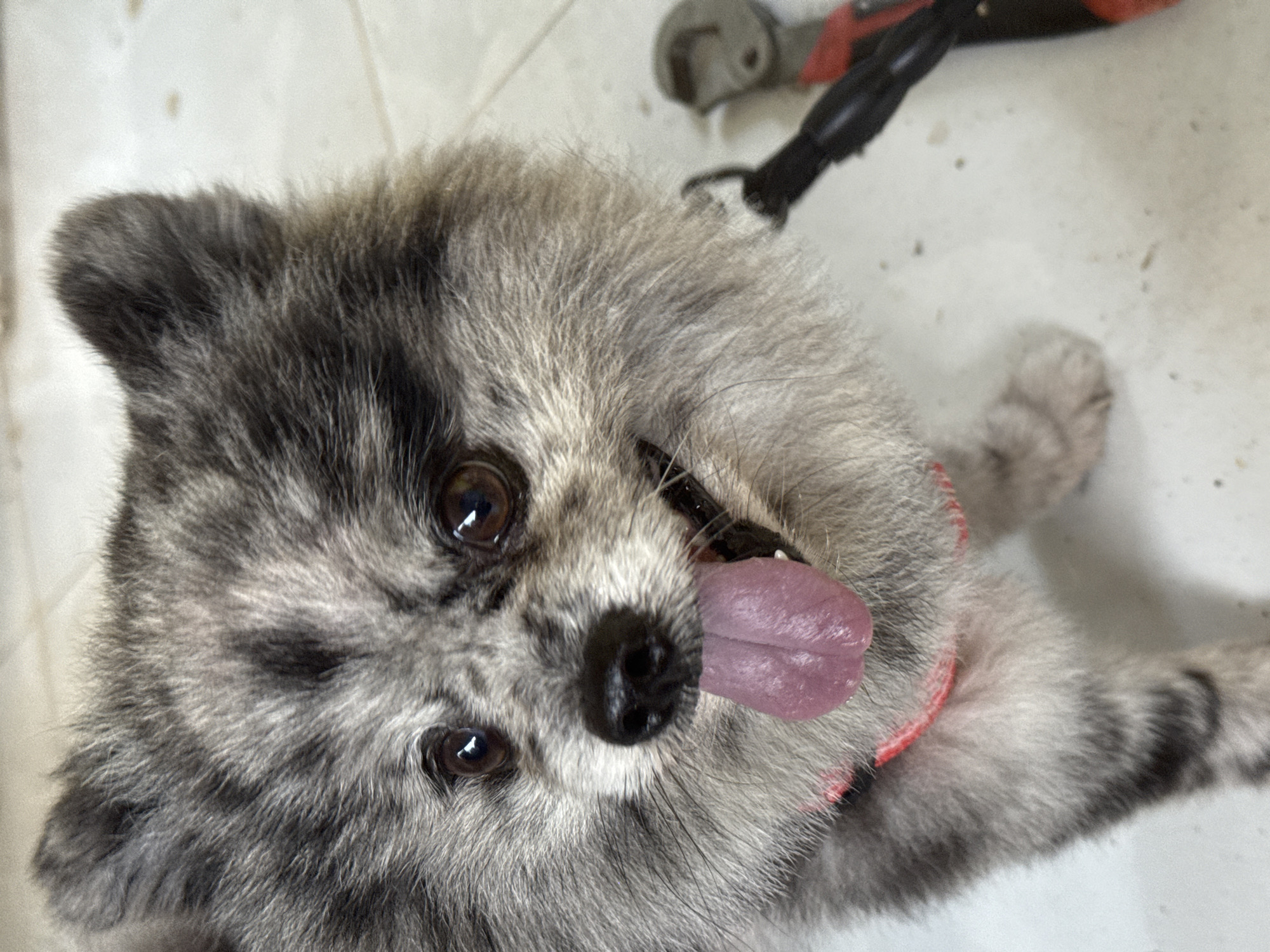 A Pomeranian dog with grey and black fur is shown in a close-up, eye-level shot, looking towards the camera with its pink tongue hanging out. The dog appears to be indoors, on a light-colored tiled floor. To the right of the dog, partially visible, is a tool with a red and black handle, resembling a wrench or pliers. The dog wears a red collar. No people are visible in the image. The scene does not provide any specific indicators of a location in Mũi Né, Vietnam.