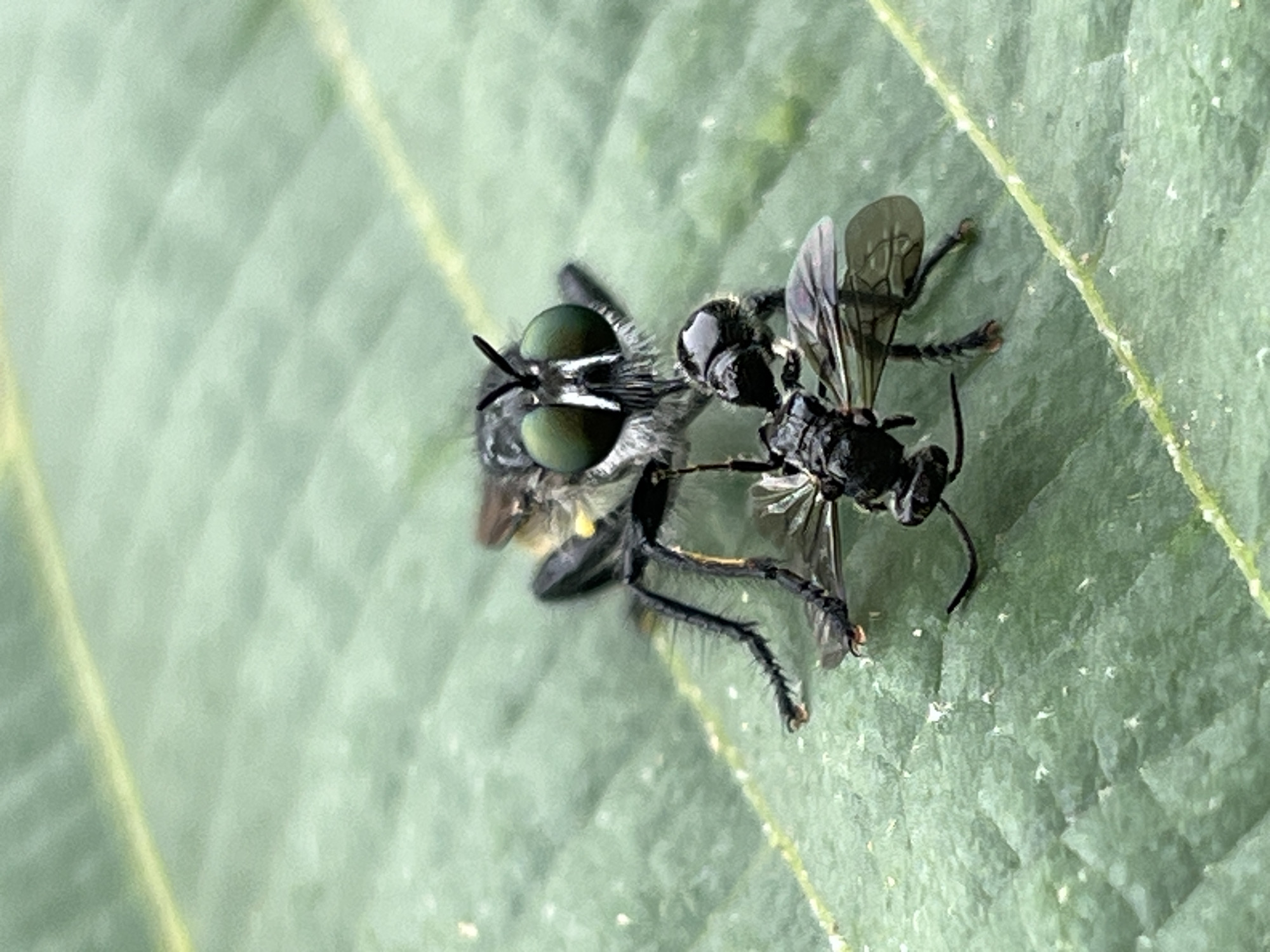 This close-up, high-angle photograph, taken in Sayama, Japan, captures a predatory moment between two insects on a large green leaf. The primary subject is a robber fly (family Asilidae) on the left, distinguished by its large, prominent, iridescent green compound eyes, a hairy gray and black body, and sturdy legs. A small, dark proboscis is visible between its eyes.
The robber fly is actively preying on a smaller, dark-bodied insect, which it holds firmly. This smaller insect appears to be a bee or a wasp, characterized by its delicate, translucent wings with visible venation, a segmented body, and slender legs. Its wings are folded, and its body is clutched by the robber fly.
Both insects are positioned diagonally across the vibrant green leaf, which serves as the setting. The leaf displays clear veins and a textured surface, with some small white specks scattered across it. The lighting is bright and even, indicating daytime conditions, which illuminates the intricate details of the insects and the leaf without casting harsh shadows. No text is visible in the image.