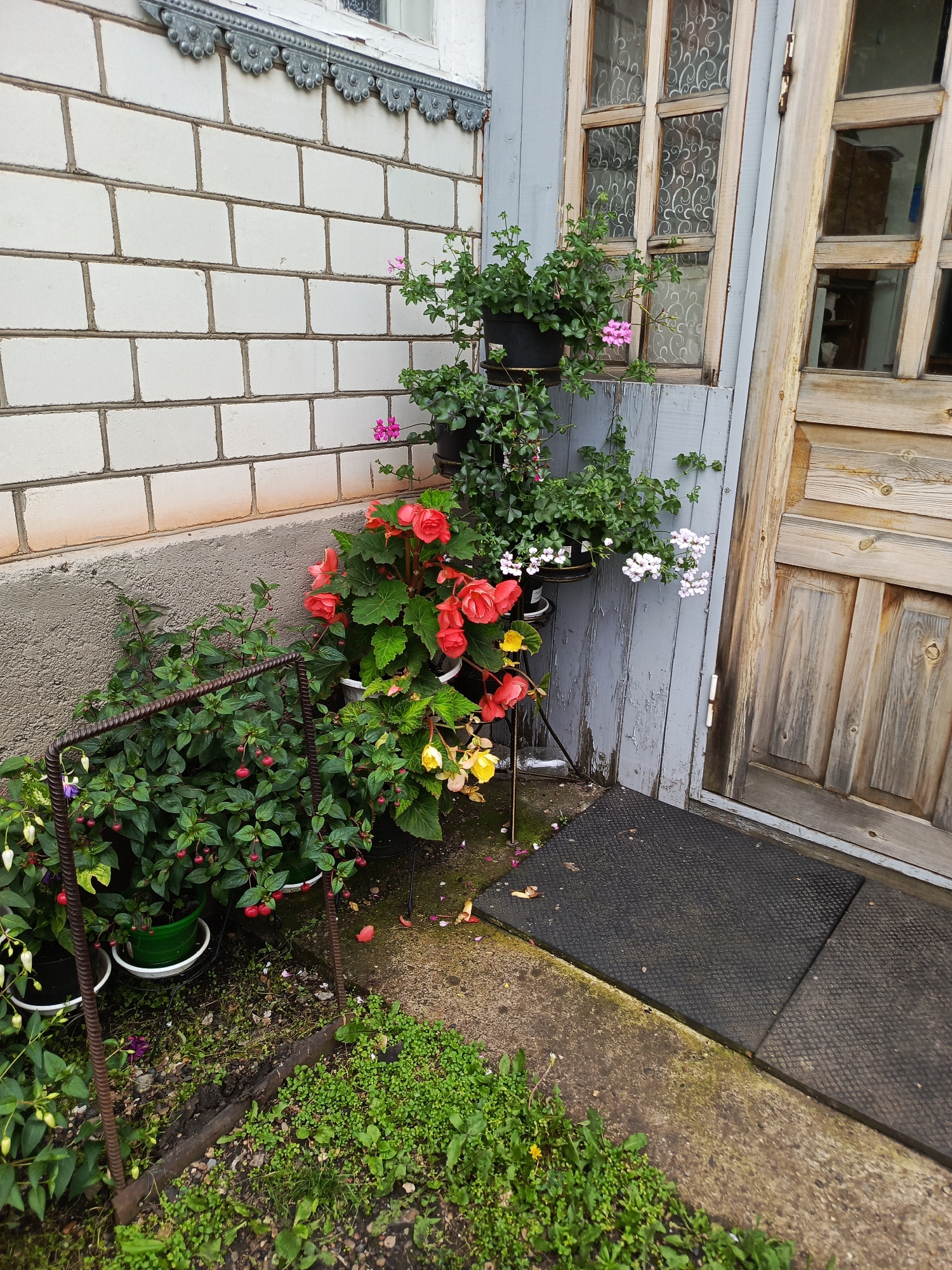 A static, medium-shot exterior scene shows potted plants arranged against a light brick wall and a grey wooden-paneled wall. The brick wall, visible on the left, is laid in horizontal courses and has a decorative grey trim along the top. A concrete foundation runs along the base of the brick wall. To the right of the brick wall is a grey wooden-paneled section, which appears to be part of a building facade. This section has a wooden door with multiple panels and a distressed finish on the right side of the frame. A black rubber mat is placed on the ground in front of the door.
Multiple potted plants are situated between the brick wall and the wooden wall. In the foreground, a dark metal frame encloses several green plants with small red berries and delicate purple and white flowers. Further back, a large plant with vibrant red and orange begonia-like flowers is in a white pot. Next to it, another plant with lighter pink and white flowers is in a black pot. Green ivy-like plants are also visible, trailing from some of the pots. The ground around the plants is a mix of concrete, dirt, gravel, and green vegetation. The overall impression is of a garden or entryway area. The image is assumed to be located in Saraktash, Russia, based on the provided context. No people are visible in the image.