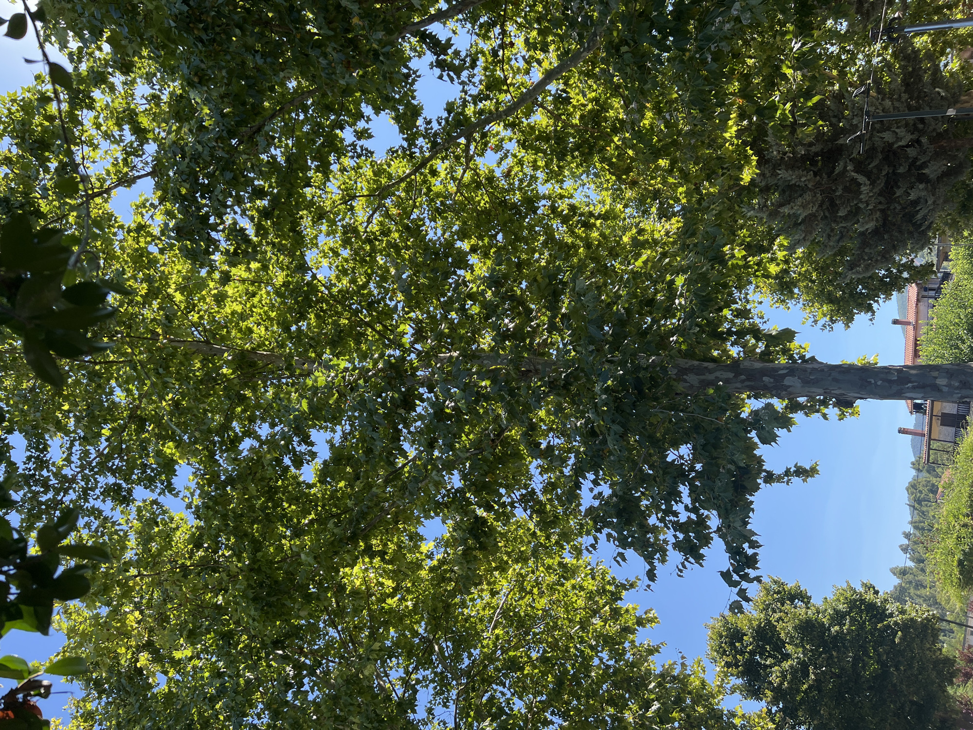 This is a ground-level, full shot, exterior, daytime photograph taken in Prokopi, Greece. The image features a large tree with broad, green leaves dominating the foreground and middle ground, reaching towards a clear blue sky. The tree's trunk is textured and grayish-brown, with branches spreading outwards and upwards, creating a dense canopy that allows sunlight to filter through. In the background, there are other trees, a building with a red-tiled roof, and lush green vegetation, suggesting a natural or semi-rural setting within the town. The overall impression is one of abundant greenery and a bright, sunny day. There are no people visible in the image.