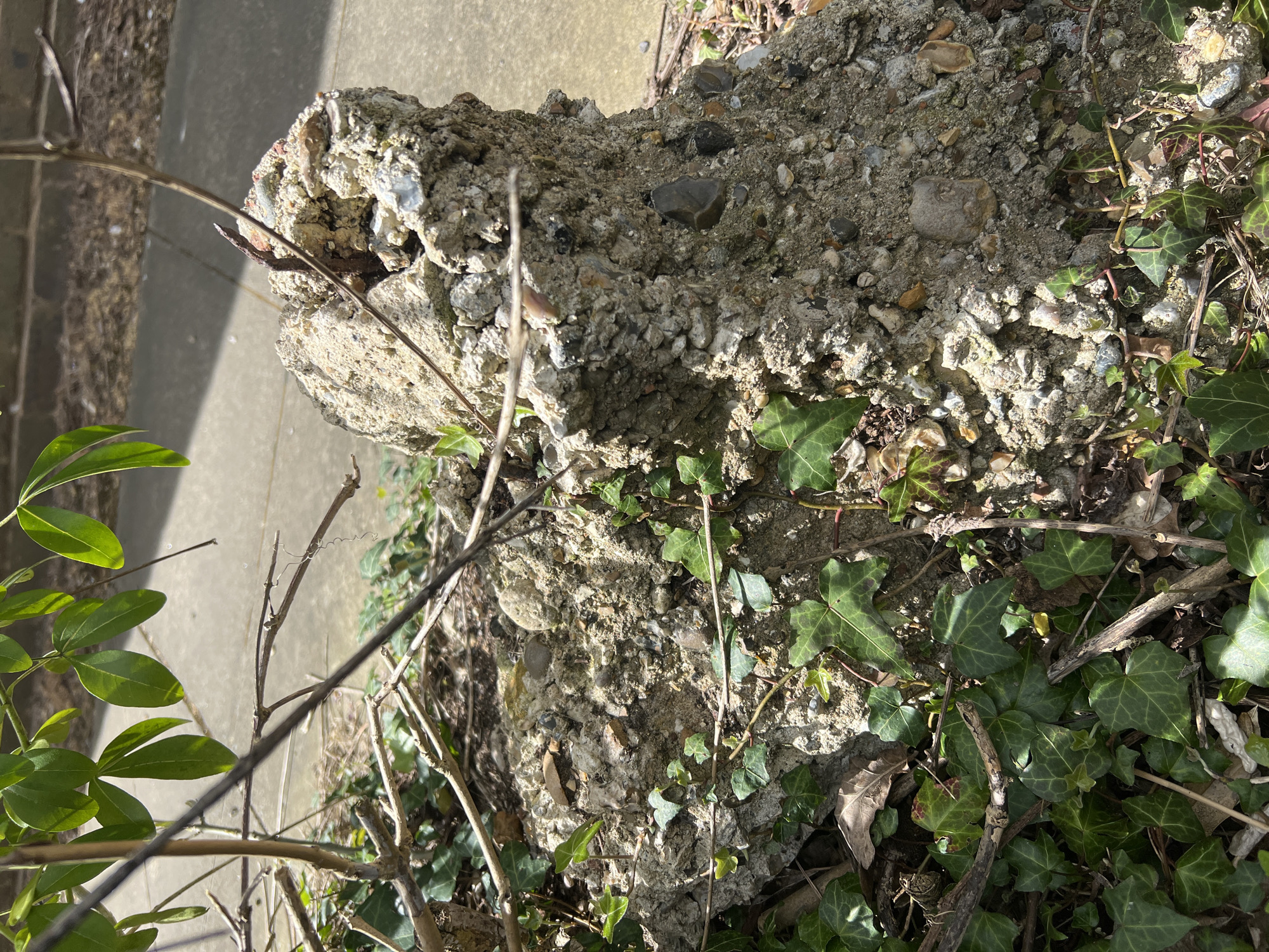 The image presents an outdoor scene dominated by a rough, aggregate-filled concrete block partially covered in vegetation, set beside a paved surface. The perspective is looking down onto the ground, captured under bright, clear sunlight that casts distinct shadows.
The central feature is an irregular, greyish concrete or aggregate block, likely a fragment of a larger structure or a discarded building material. Its surface is coarse and uneven, composed of small, varied-sized pebbles and stones, including lighter fragments of what appears to be flint, embedded in a cementitious matrix. Some larger, darker, rounded pebbles are visible on the upper surfaces of the block.
Vines of dark green ivy (Hedera helix) with their distinctive lobed leaves are extensively interwoven with and growing over the concrete block, particularly prominent on the right side and foreground. Many bare, thin, brown branches and twigs, seemingly dead or dormant, are also present, entwining with the ivy and emerging from the ground around the block. On the far left, several vibrant green, oval-shaped leaves of a different plant, possibly a shrub, are partially visible.
In the background, a light grey concrete path or paving slab runs horizontally, indicating a man-made boundary or walkway adjacent to this vegetated area. The strong sunlight illuminates the scene, highlighting textures and creating contrasts.
There is no human activity or visible text in the image. The scene suggests an unkempt, naturalized area in an urban or suburban environment, consistent with the location context of Slough, United Kingdom.
