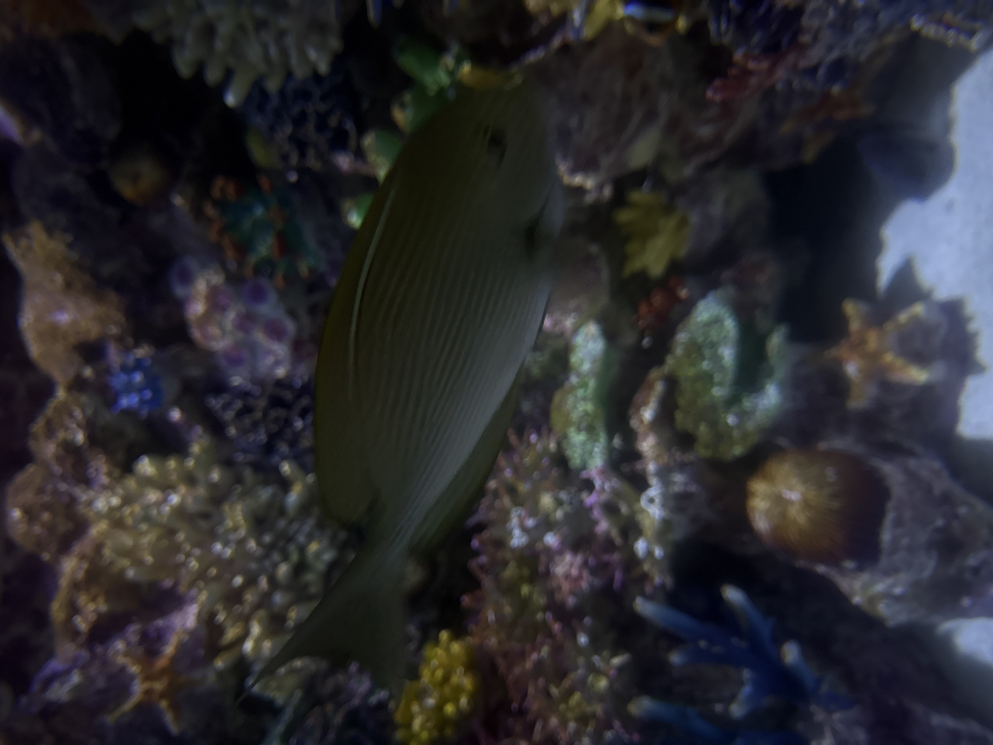 The image is a close-up, out-of-focus view of a fish swimming among colorful coral and rocks in an aquarium. The fish, which appears to be a type of surgeonfish based on its elongated body and the presence of a spine at the base of its tail, is depicted in a greenish-yellow hue. The surrounding environment is a vibrant mix of reds, purples, yellows, and blues, characteristic of a marine reef ecosystem. There are no people visible in the image, nor any discernible urban or natural landmarks that would indicate a specific location in Tashkent, Uzbekistan, or anywhere else. The scene is static and shows no actions or interactions beyond the fish's presence within its habitat.