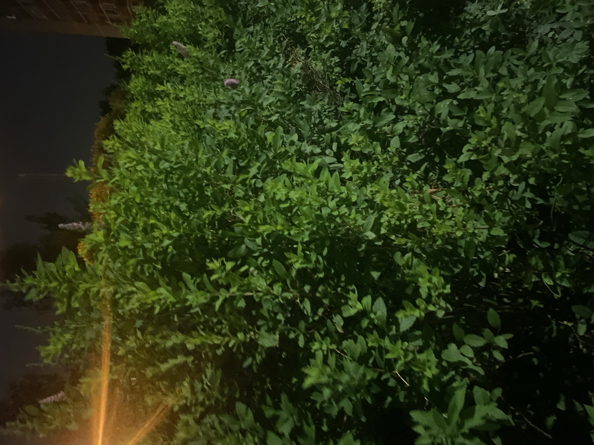 The image depicts a dense, overgrown area of green foliage at night, illuminated by an orange light source originating from the left. The vegetation appears to be a mix of bushes and taller plants, with some small pink flowers visible among the leaves. In the background, a dark sky is visible, with a portion of a brick building on the far right. The overall impression is of a wild or unkempt area, possibly a park or a neglected patch of land, within a city environment given the presence of the building. The specific location in Krasnogorsk, Russia cannot be determined from the visual information alone. There are no people or animals visible in the image.