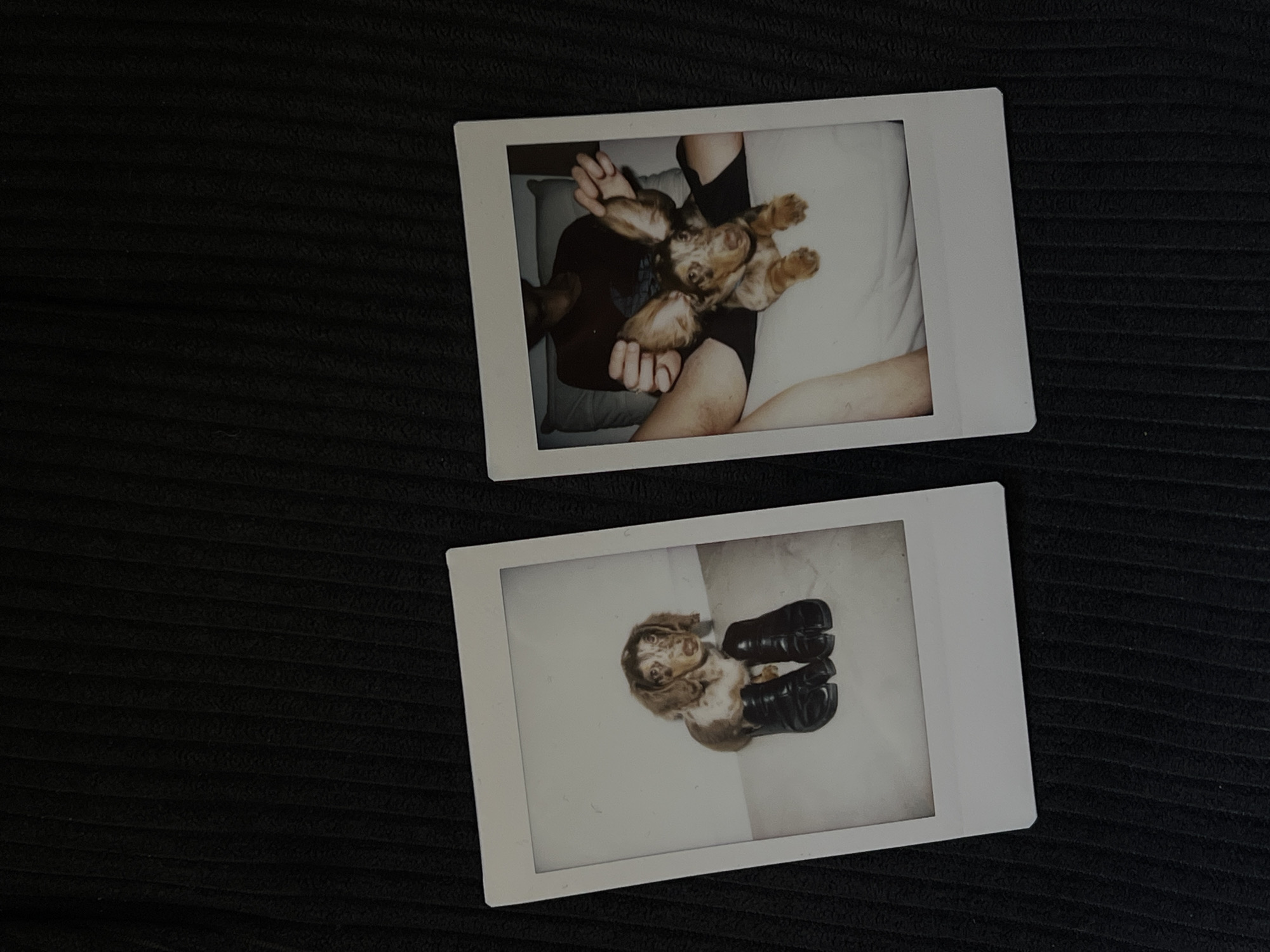 Two instant photographs are displayed on a black ribbed surface. The photograph on the left features a dachshund puppy sitting on a light-colored surface and wearing two black boots. The photograph on the right shows a dachshund puppy with large ears, being held by an unseen person whose arms and legs are visible, on a white surface. The setting appears to be indoors. The location in Tel-Aviv, Israel is not discernible from the image.