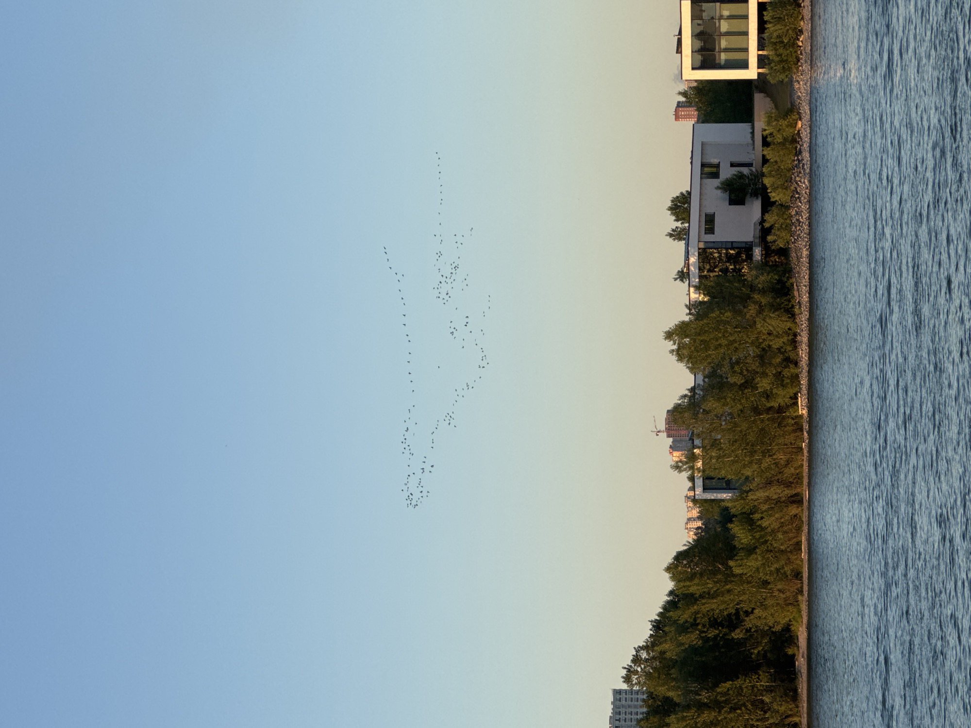 The image captures a scenic view of a body of water, likely the Ob River in Novosibirsk, Russia, during what appears to be sunset. The water's surface is rippled, reflecting the warm hues of the sky. A shoreline is visible, lined with lush green trees and punctuated by modern buildings. One building, with a striking white facade and large windows, stands out, suggesting a contemporary architectural style. Another building, partially obscured by trees, shows a different architectural design. The sky transitions from a clear blue in the upper left to a softer, warmer tone near the horizon, indicating the late afternoon or early evening.
A significant element of the scene is a flock of birds in flight, forming a V-shaped formation and scattering in the sky. Their silhouettes against the sky suggest they are in motion, possibly migrating. The overall mood is serene and natural, with a touch of urban development along the waterfront. The lighting suggests the golden hour, bathing the landscape in a soft, warm glow. No visible text is present in the image.