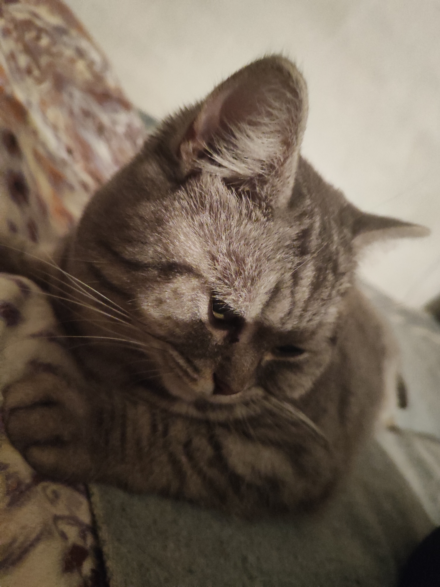 A gray tabby cat is resting, with its head down and paws curled slightly in front of it. The cat is lying on a patterned blanket or cushion. The environment appears to be indoors. The location is Unknown, Unknown.