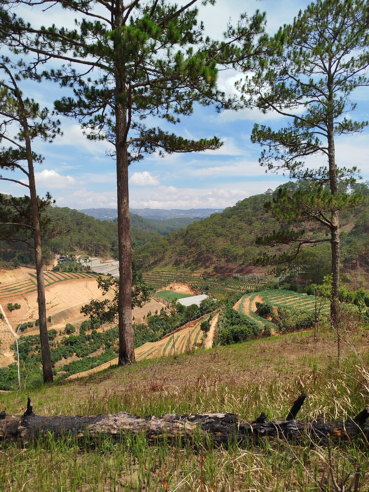 The image shows a hillside landscape in Tuý Sơn, Vietnam, with a foreground of dry grass and a charred log. Three pine trees frame the view into a valley with terraced fields and cultivated land. In the distance, rolling hills are covered with dense forest. Faintly visible on the horizon are structures, potentially buildings or windmills. The sky above exhibits a partly cloudy, blue sky. There are no people visible in the image.