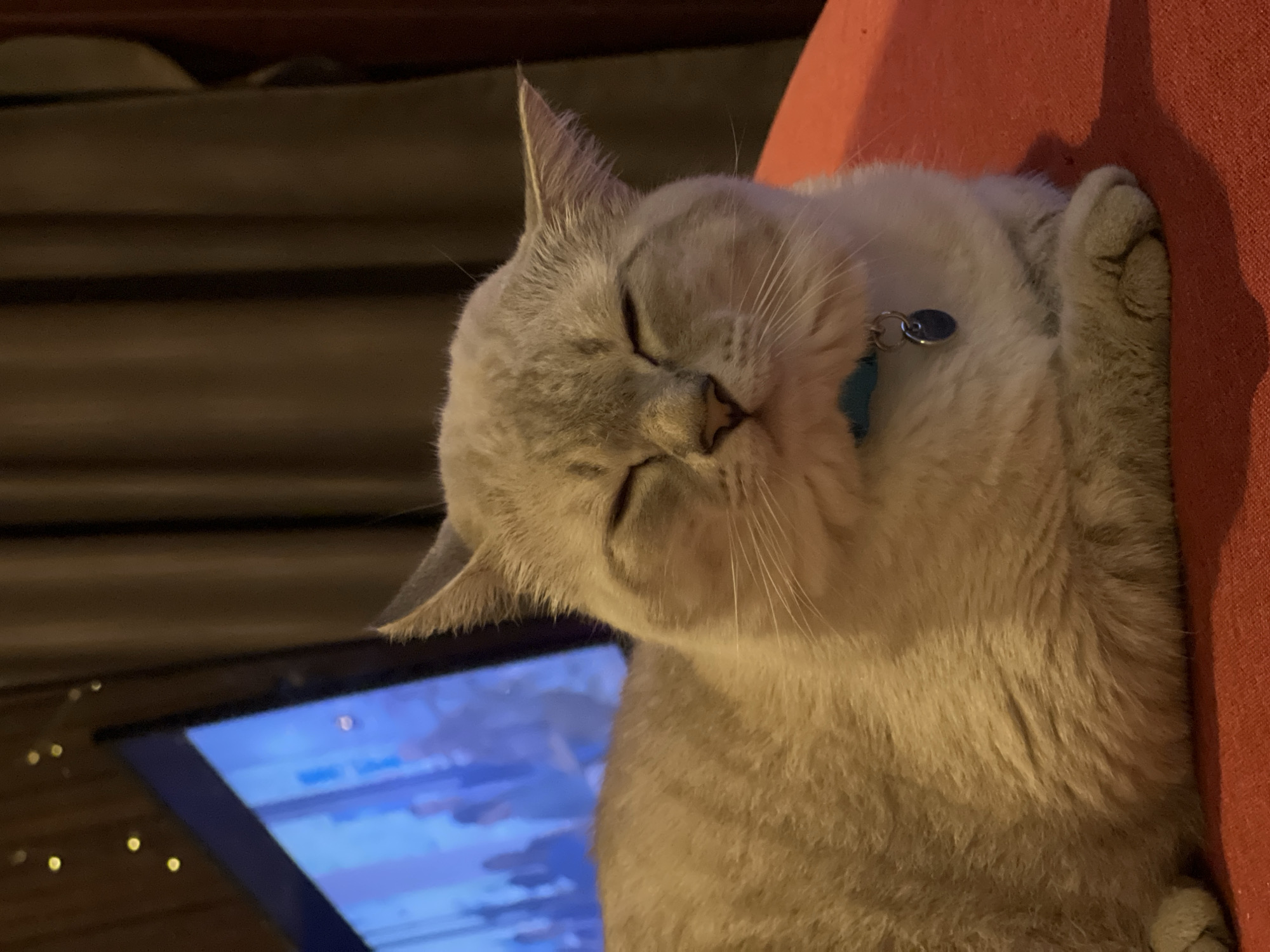 A light-colored domestic cat is depicted lying on a red, textured fabric surface, likely a cushion or sofa, with its body facing towards the left and its head angled slightly towards the viewer. The cat's eyes are closed, and its facial expression appears contented or sleepy, with prominent whiskers extending from its cheeks. Its ears are slightly flattened, and a blue collar with a small, metallic, oval-shaped tag is visible around its neck. The cat occupies the lower and central portion of the frame. In the upper left background, a television screen is visible, displaying a blue-toned image with blurred human figures, suggesting a program or film. To the right of the television and in the upper background, dark brown, vertically pleated curtains are present. Several small, out-of-focus yellow-orange lights are visible in the top-left background, above the television. The scene is illuminated by dim, ambient light, creating soft shadows, particularly from the cat onto the red surface to its right. The location is in the city of Unknown, Unknown.