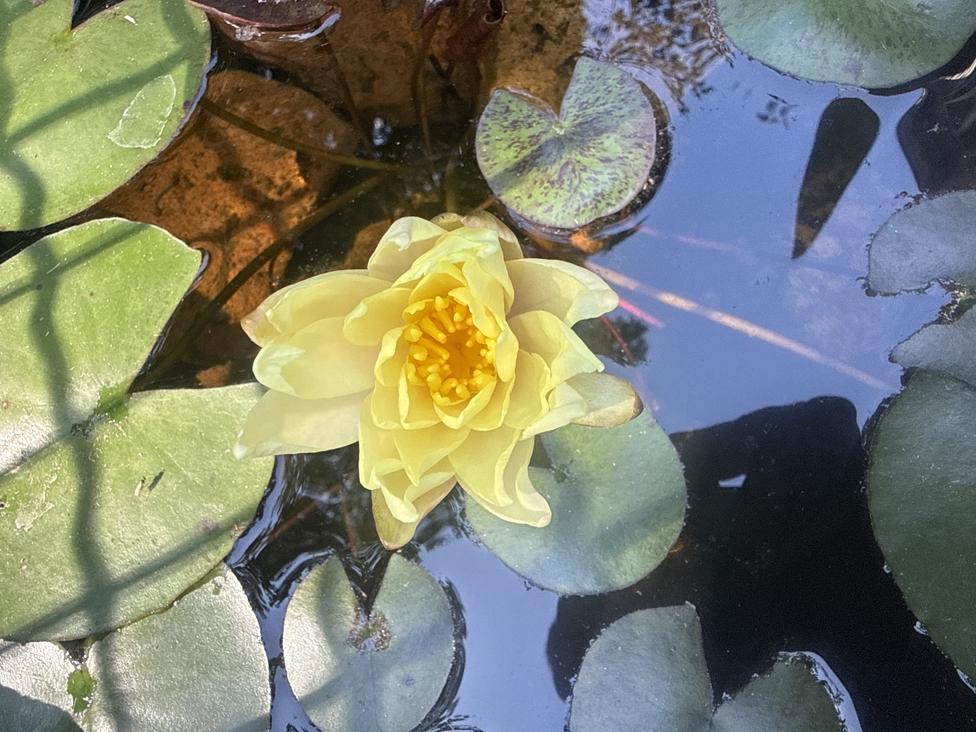 The image shows a close-up overhead view of a yellow water lily floating in dark water amongst lily pads. The water lily is in full bloom, with its petals unfurled and its bright yellow center visible. The lily pads are large and round, with some showing a darker, mottled pattern. The water reflects the sky and surrounding foliage, creating a serene and natural scene. The image appears to have been taken during daylight, likely in the morning or afternoon, as evidenced by the bright lighting and distinct shadows cast by the lily pads. The setting is a pond or water garden, possibly in a botanical garden or a private residence. No people are visible in the image, and there is no discernible text. The overall impression is one of tranquility and natural beauty, highlighting the delicate details of the water lily and its aquatic environment. The location context of Alsfeld, Germany, suggests a temperate climate where such water gardens are common.