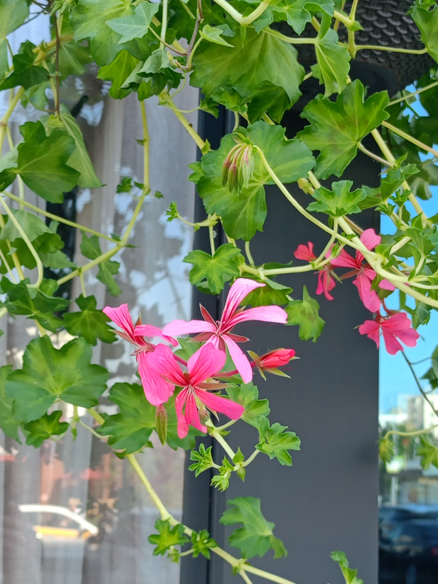 This image captures a close-up view of bright pink geranium flowers and lush green ivy leaves cascading down. The flowers are in various stages of bloom, with some fully open and others still budding. The ivy leaves are a vibrant green, with some showing a slightly darker, mottled pattern. The plants appear to be hanging from a planter, as suggested by the dense foliage and stems. In the background, a dark gray pillar is visible, along with reflections in what appears to be a window or glass surface. These reflections show blurry shapes of buildings and vehicles, indicating an urban setting. The sky above is a clear, bright blue. The overall scene suggests a decorative planting in an outdoor urban environment. The location is not specified as Moscow, Russia.