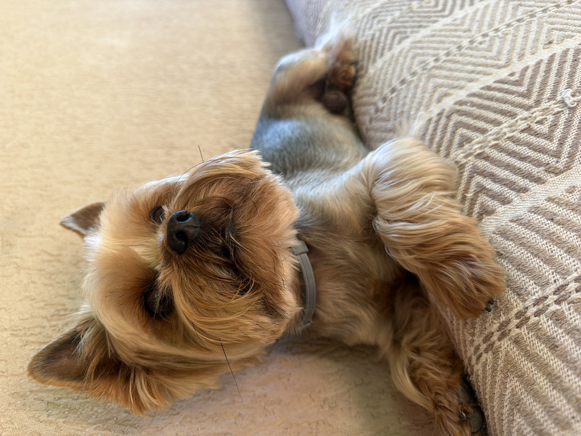 A Yorkshire Terrier dog is lying on a beige couch with a patterned throw blanket. The dog is facing towards the right side of the image and appears to be resting its head on its paws. The dog has its eyes partially closed and its fur is a mix of tan and gray. The background is a plain beige wall. The location is not discernible from the image.