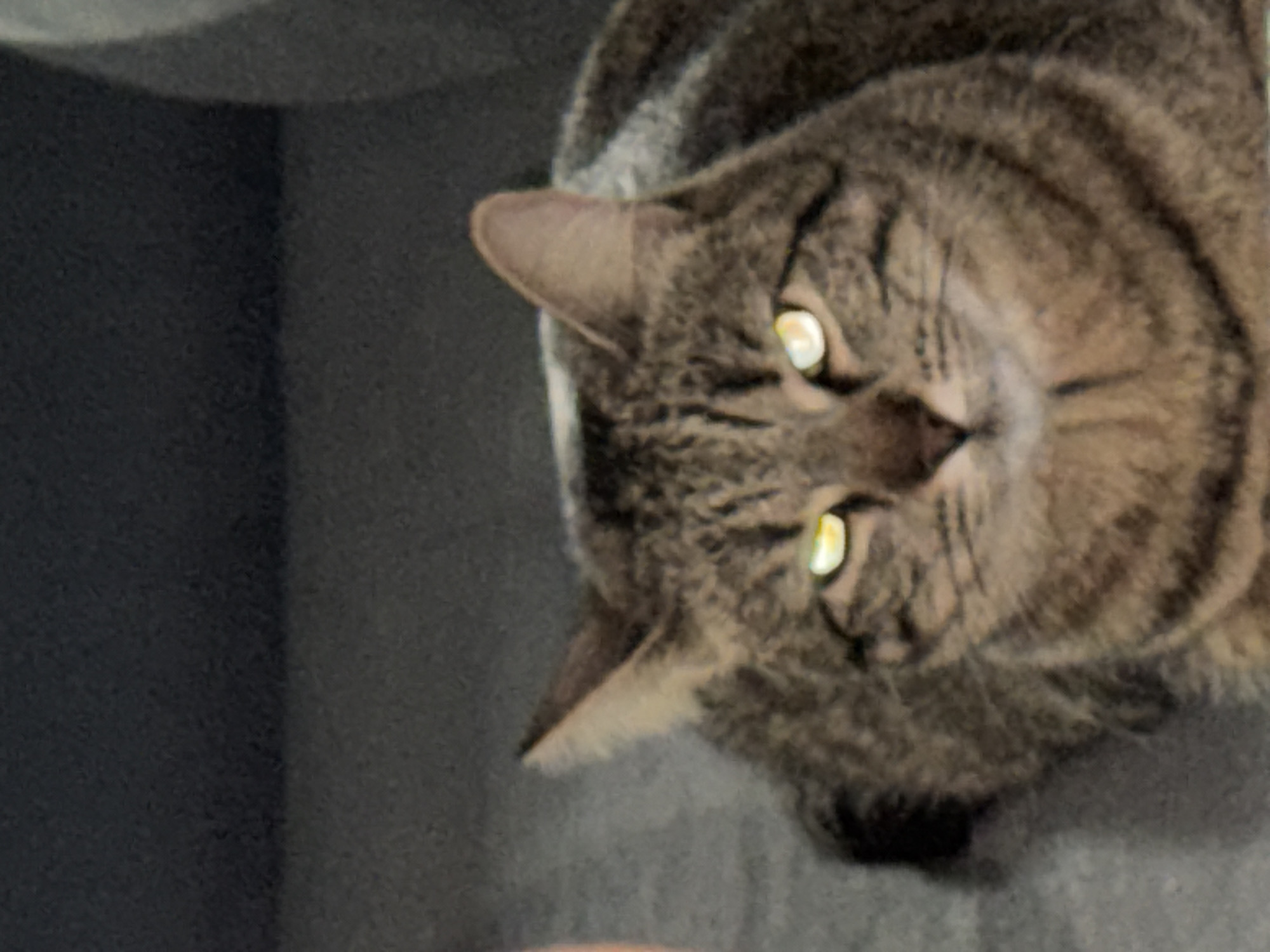 A tabby cat with green eyes is the central subject of the image, looking up towards the camera. The cat has a dark stripe pattern across its light brown and gray fur. It appears to be lying down on a gray surface, possibly a bed or a chair. The background is a dark gray wall. There is no indication of the image being taken in Varna, Bulgaria. There are no people in the image, and there is no indication of specific actions or interactions occurring.