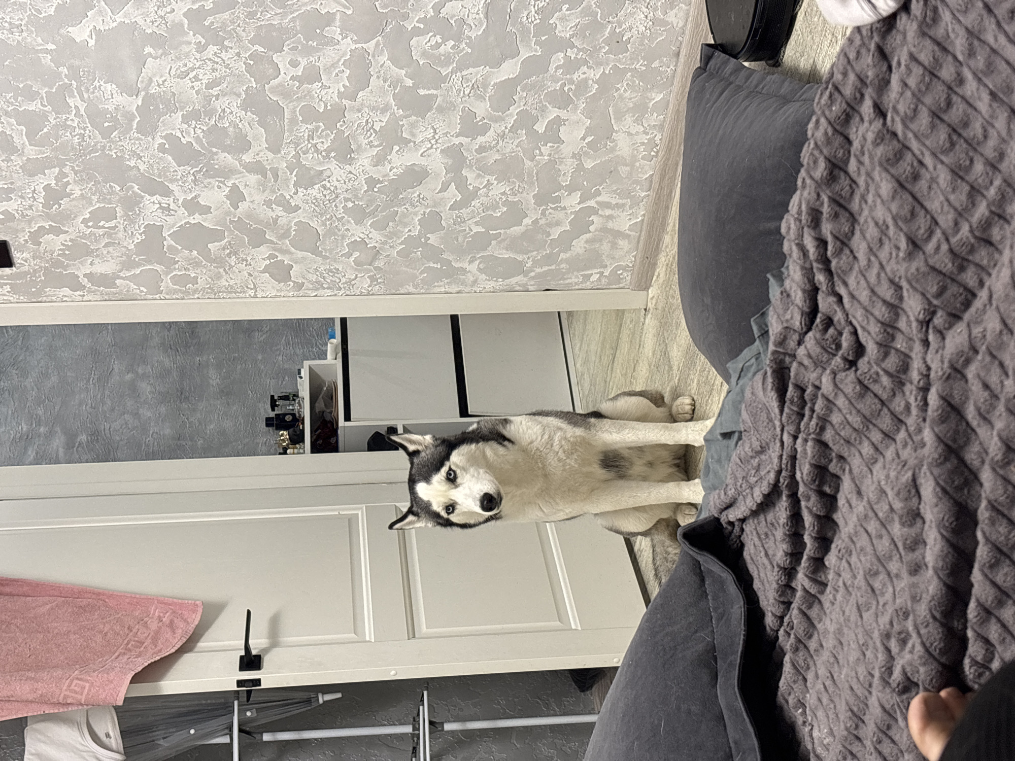 A horizontal, medium shot shows a husky lying on the floor between a white door and a gray sofa in Unknown, Unknown. The dog is primarily white, with gray and black fur on its head and back. It is looking at the camera. The white door is partially obscured by a pink towel hanging on a rack below it. The gray sofa has a textured blanket on top of it. The floor is a light-colored tile. The wall is a textured gray and white color.