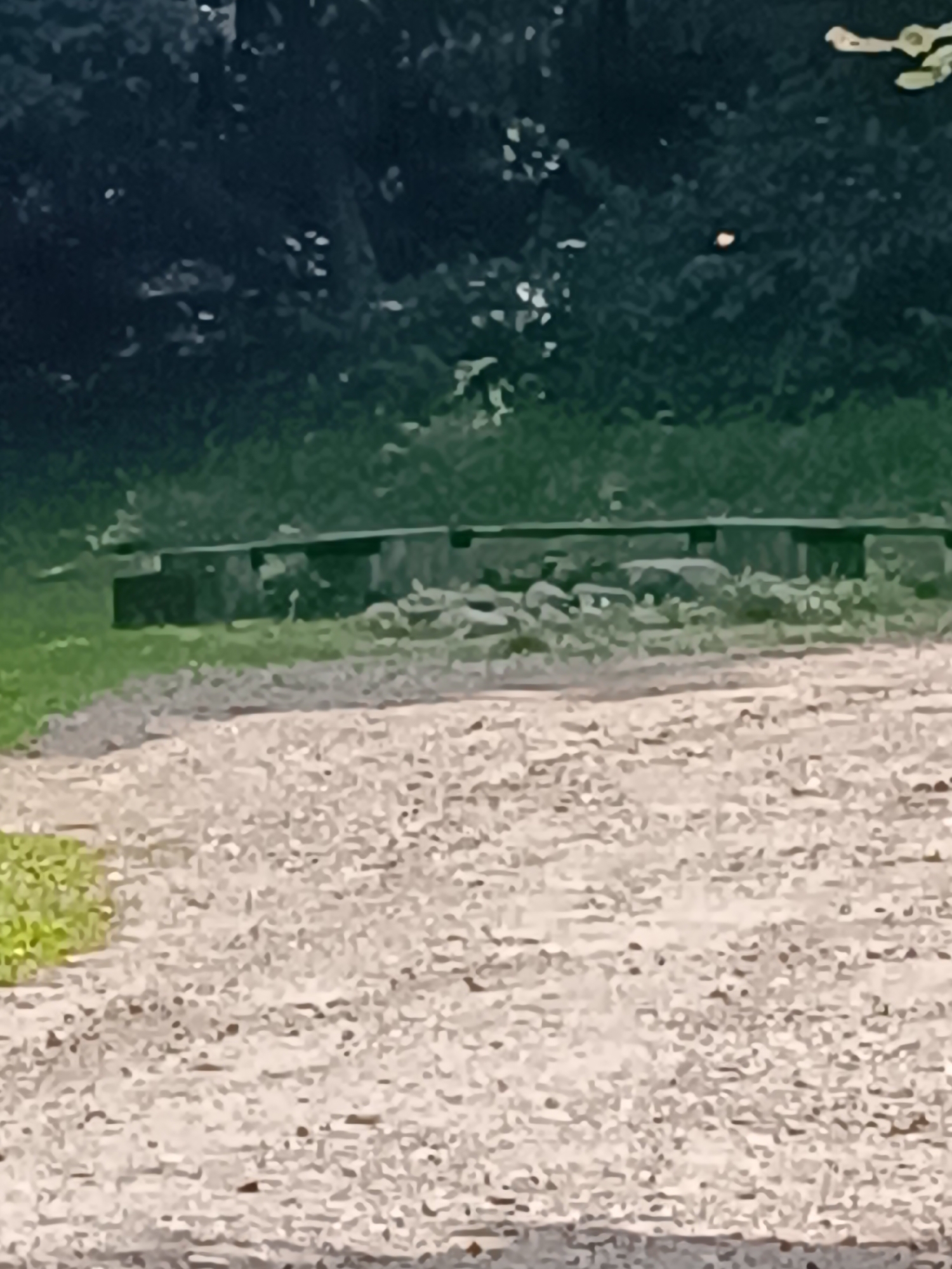 The image shows a low-angle view of a rustic scene. In the foreground, a path made of light-colored gravel runs diagonally from the bottom left to the bottom right. To the left of the path, a patch of green grass is visible. In the middle ground, a long, dark, wooden structure, possibly a bench or a platform, extends horizontally across the frame. It is supported by what appear to be rocks and possibly other wooden elements. Behind the wooden structure, dense, dark green foliage forms a backdrop, suggesting a wooded area or a thicket. The overall impression is one of an outdoor setting, possibly a park or a rural area. There are no people or animals visible in the image. The lighting suggests it might be daytime, but the overall tone of the image is somewhat muted and slightly overexposed in some areas.