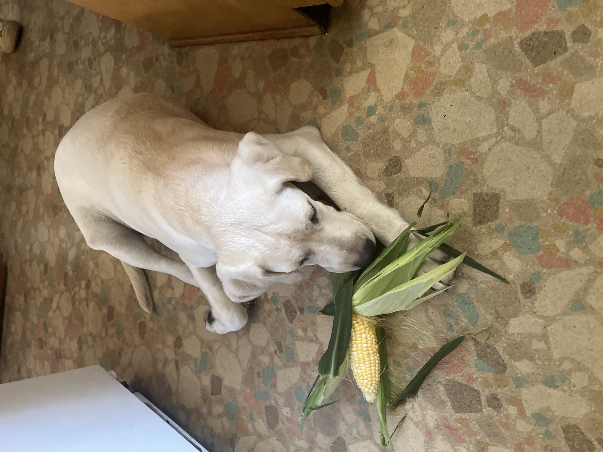 A light-colored Labrador retriever lies on a terrazzo floor, with its head lowered and resting near a partially husked ear of corn. The dog's body is mostly extended, with its paws tucked beneath it. The ear of corn is positioned to the left of the dog, with its yellow kernels visible and surrounded by green husks and stalks. The floor has a pattern of irregular, multi-colored chips embedded in a light-colored base. A portion of a white appliance is visible in the upper left corner of the image, and a wooden object, possibly furniture, is in the upper right. The image is taken from a high angle, looking down at the dog and the corn. The location is not specified in Revelstoke, Canada.